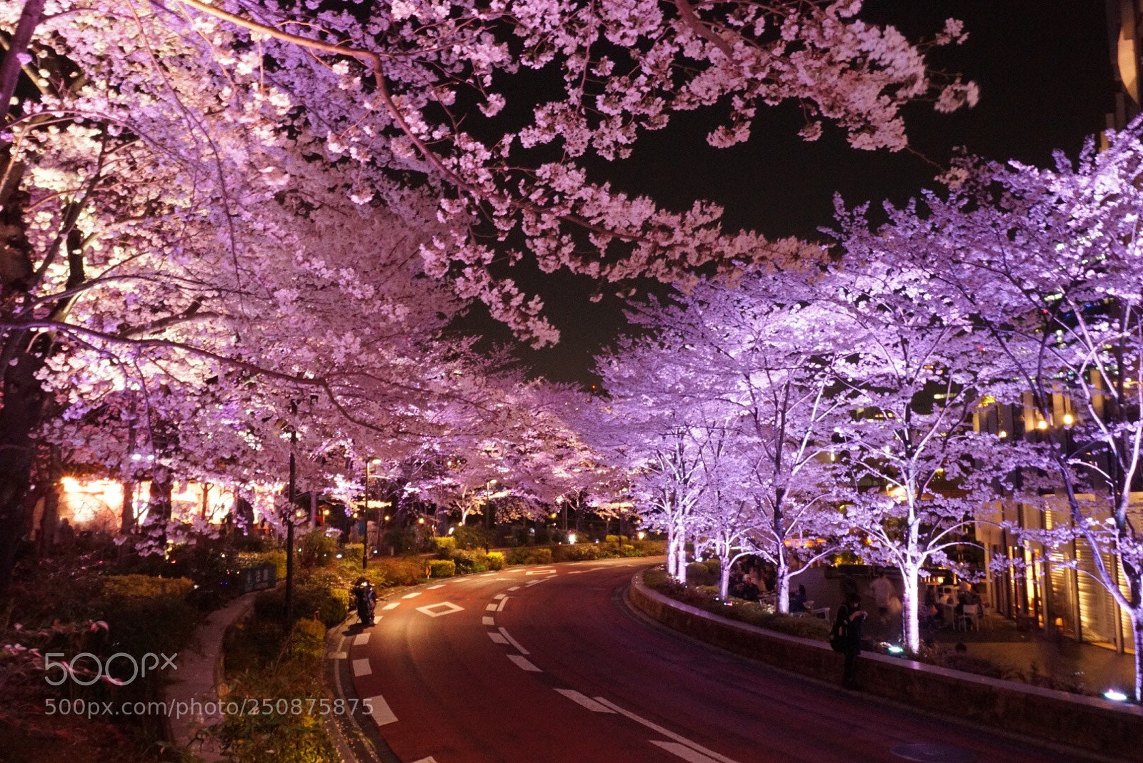 Sony a6000 sample photo. Midtown blossom photography