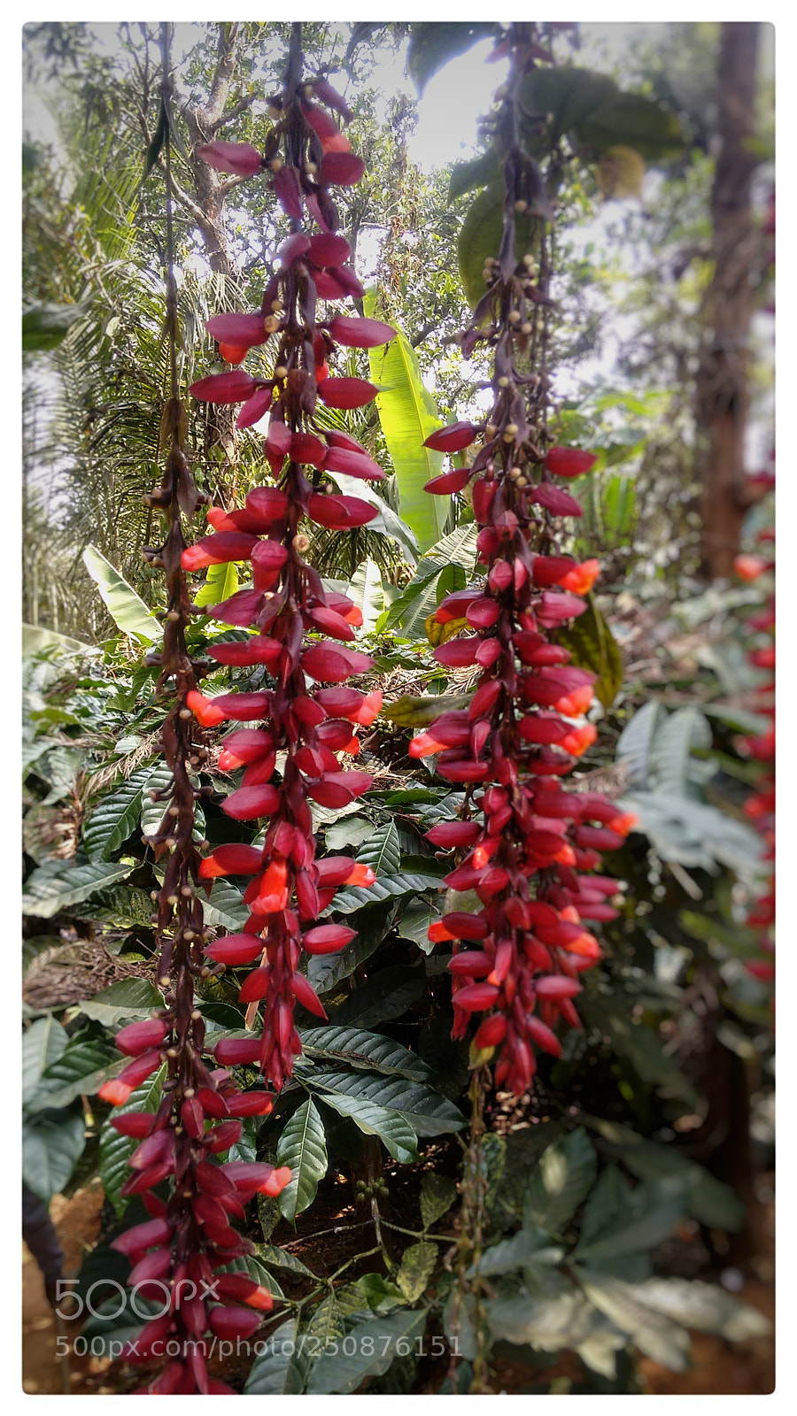 Motorola Moto G (2nd Gen) sample photo. Flower.. photography