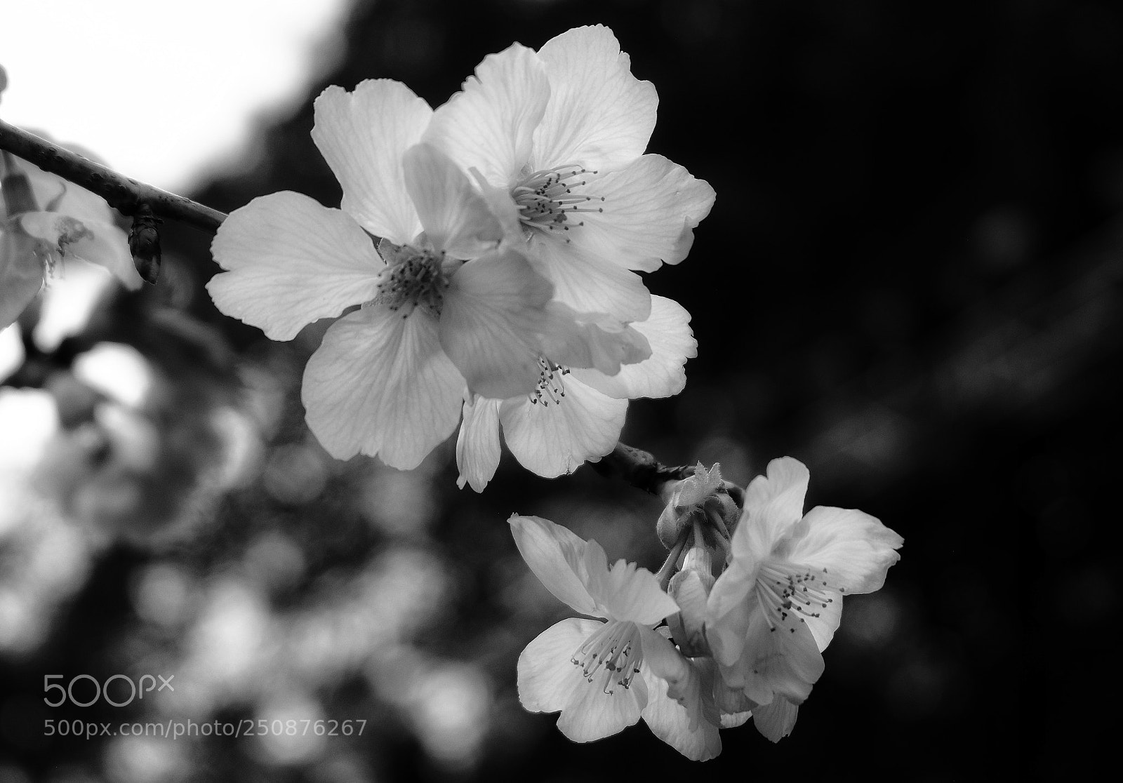 Fujifilm X-E1 sample photo. Springtime photography