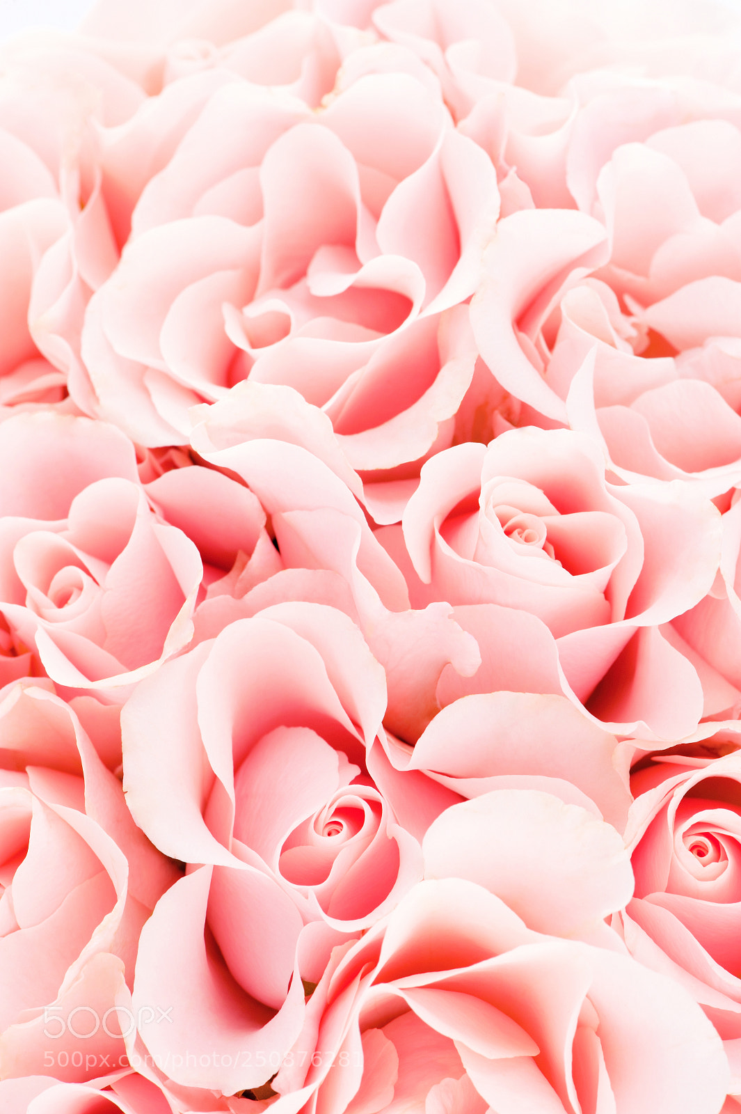 Nikon D700 sample photo. Tender pink blooming roses photography