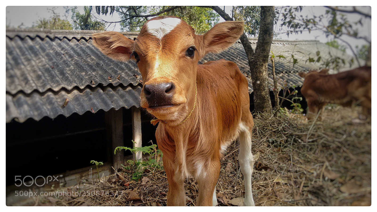 Motorola Moto G (2nd Gen) sample photo. Sweet cow... photography