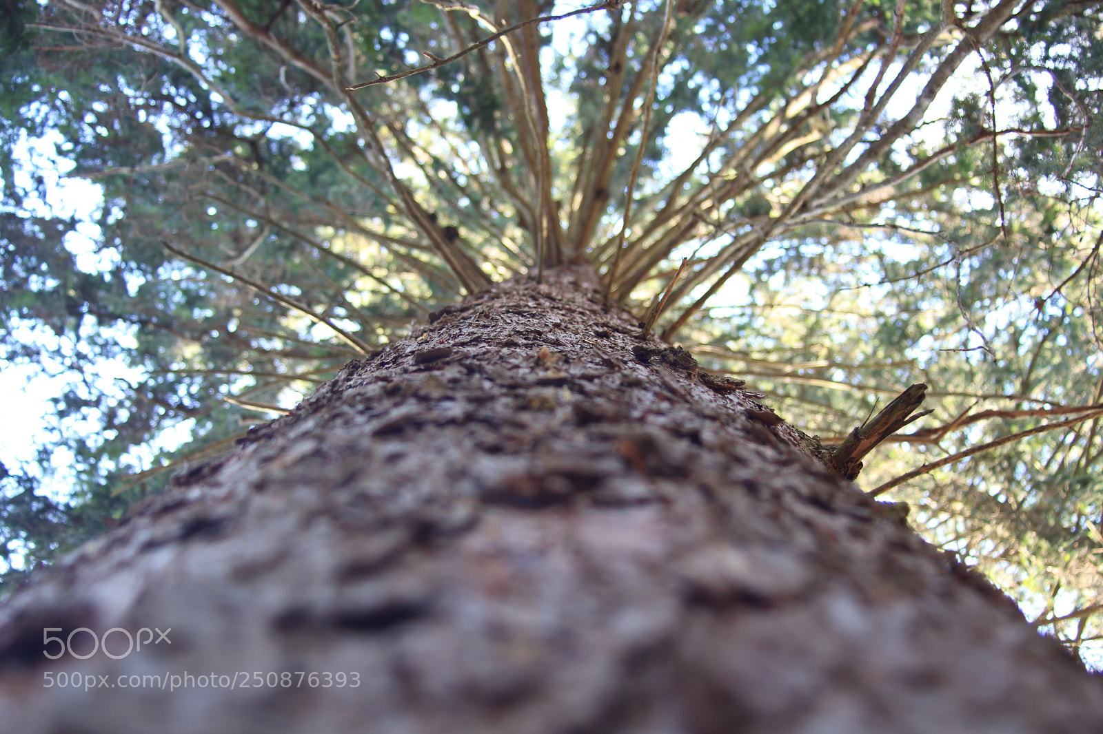 Canon EOS 600D (Rebel EOS T3i / EOS Kiss X5) sample photo. Up to tree photography