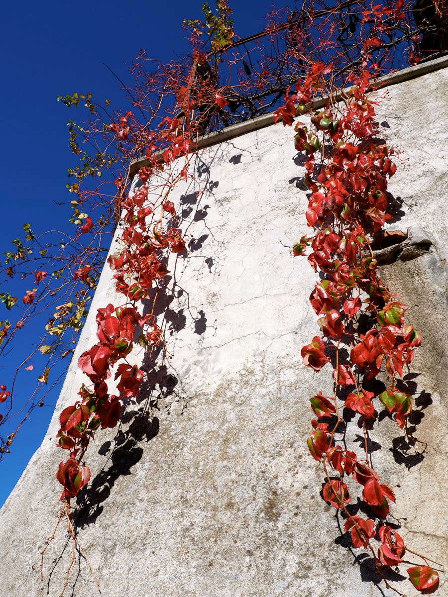 Olympus OM-D E-M5 II sample photo. Cascade de vigne photography