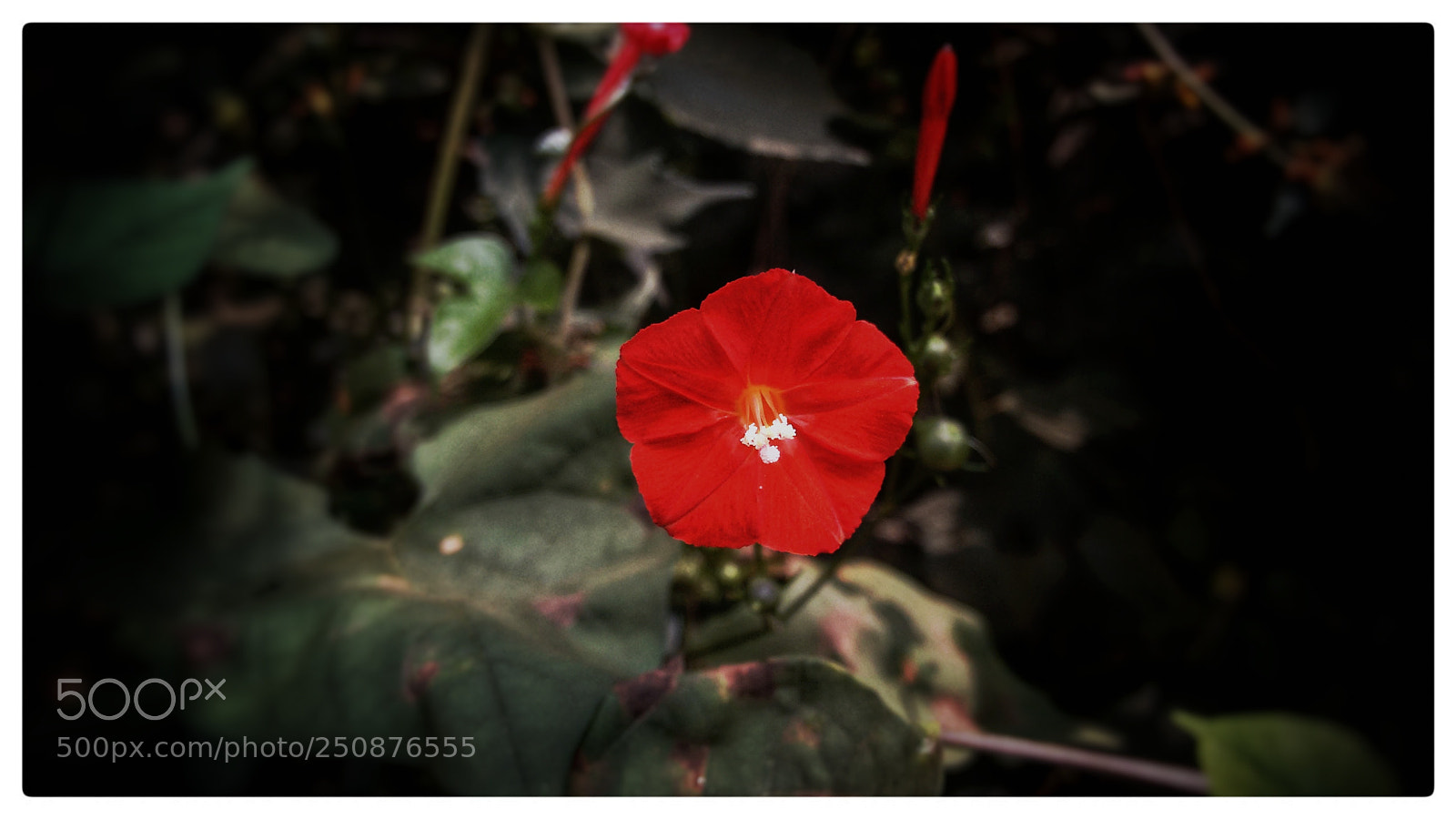 Motorola Moto G (2nd Gen) sample photo. Red flower. photography