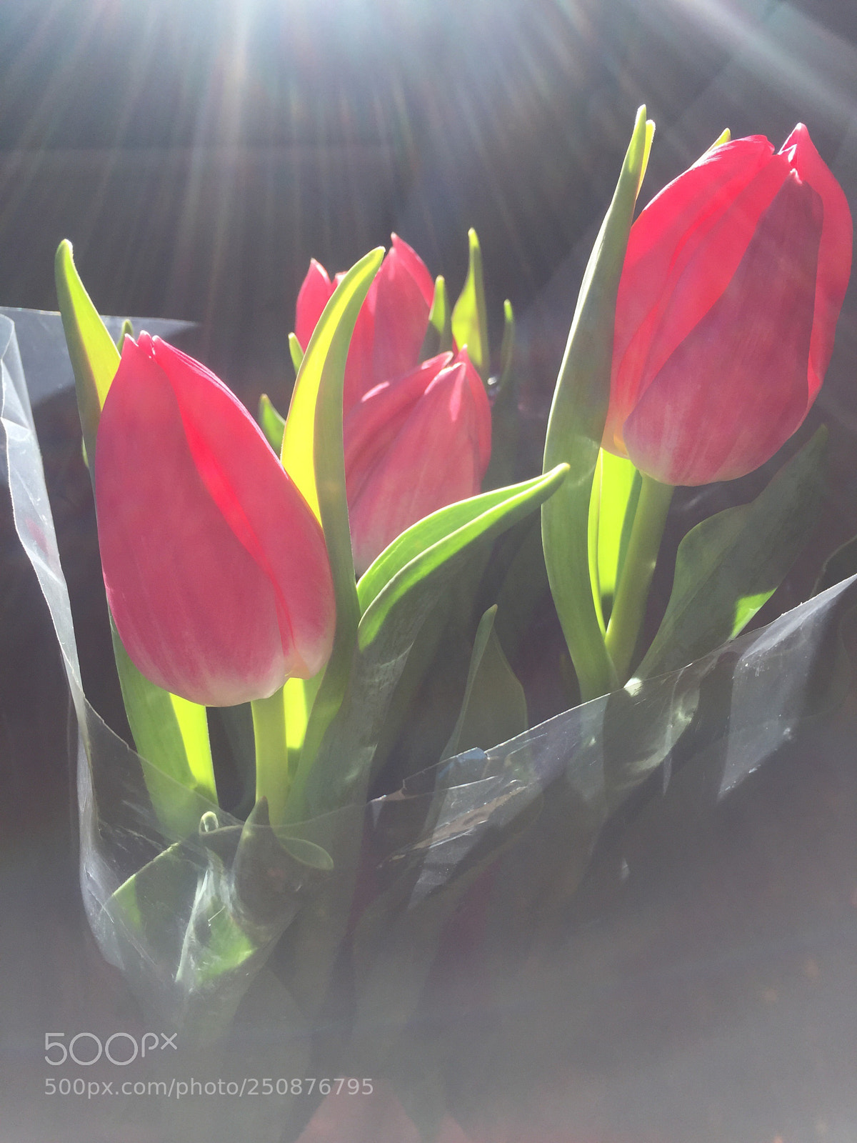 Apple iPhone 6 Plus sample photo. Tulips and light photography