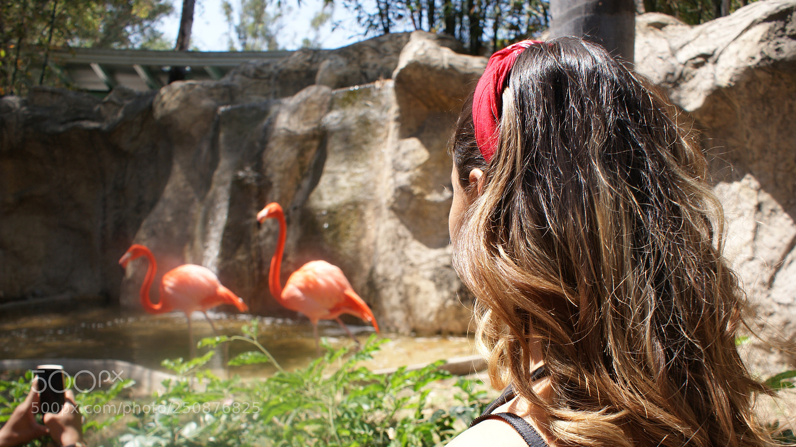 Sony DT 18-70mm F3.5-5.6 sample photo. Fondo flamingos photography