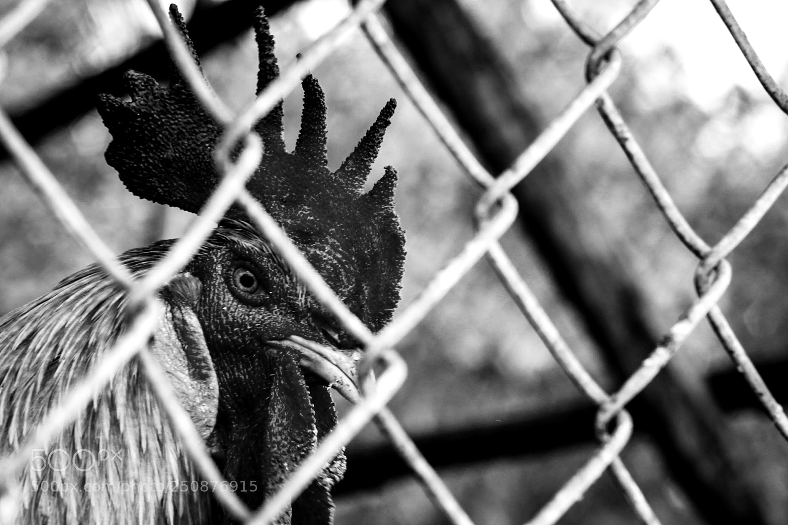 Canon EOS 600D (Rebel EOS T3i / EOS Kiss X5) sample photo. Rooster photography