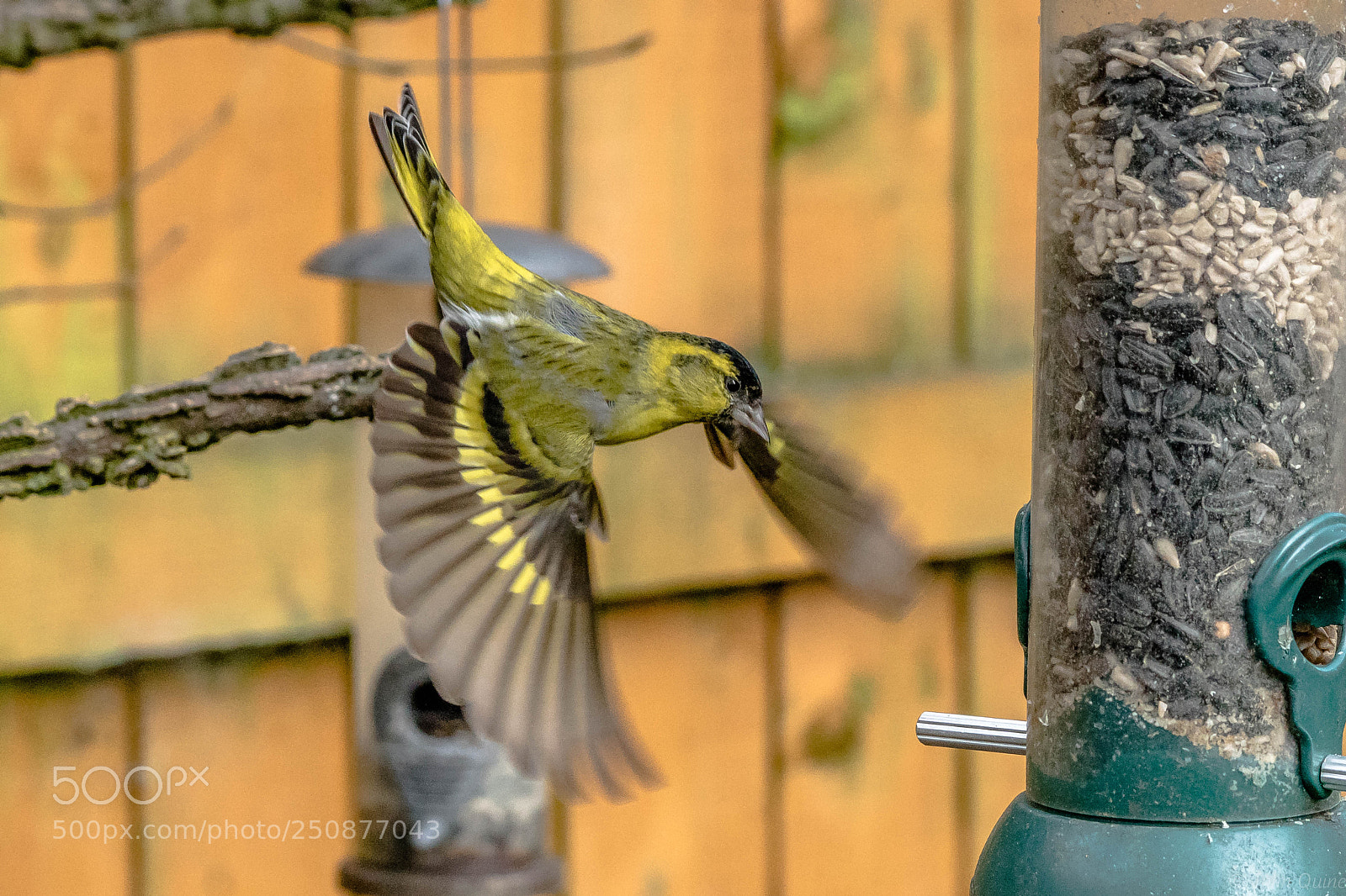 Sony ILCA-77M2 sample photo. Siskin photography
