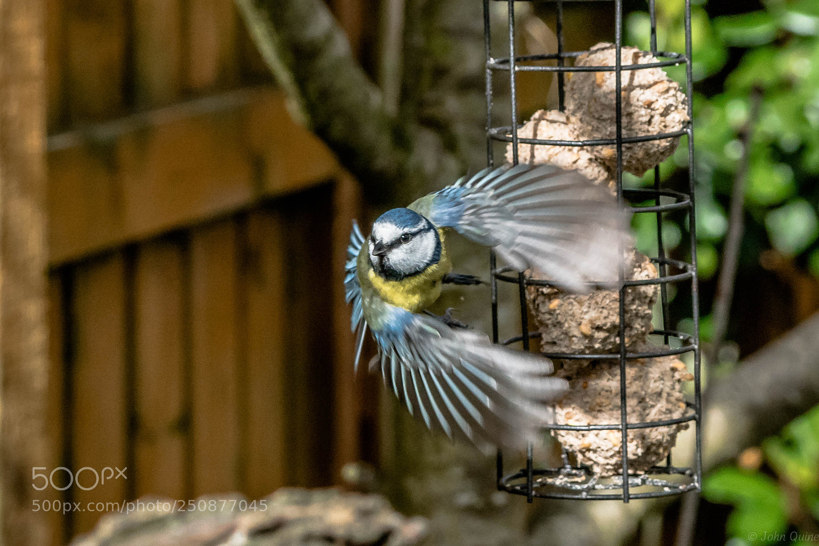 Sony ILCA-77M2 sample photo. Blue tit photography