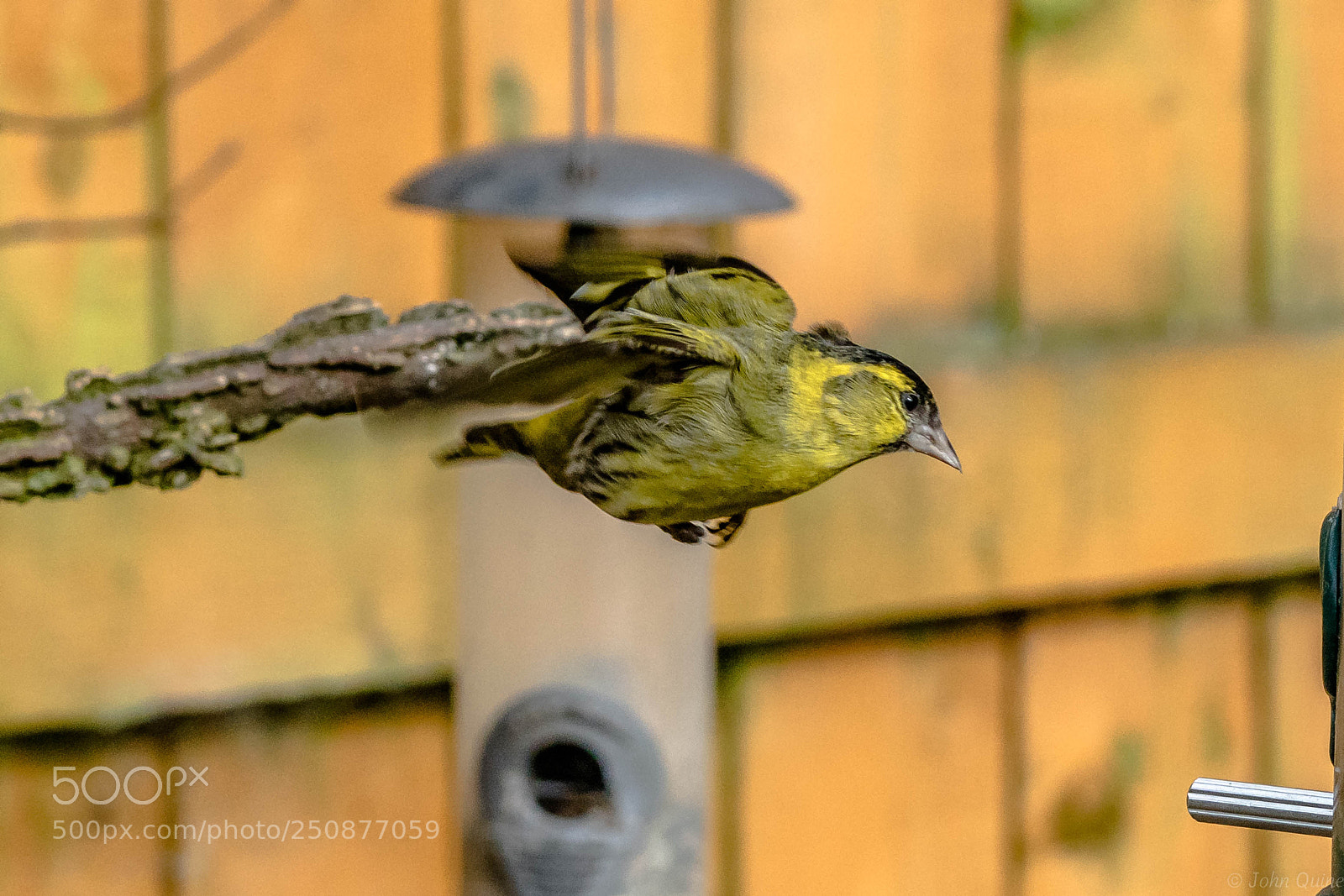 Sony ILCA-77M2 sample photo. Siskin photography