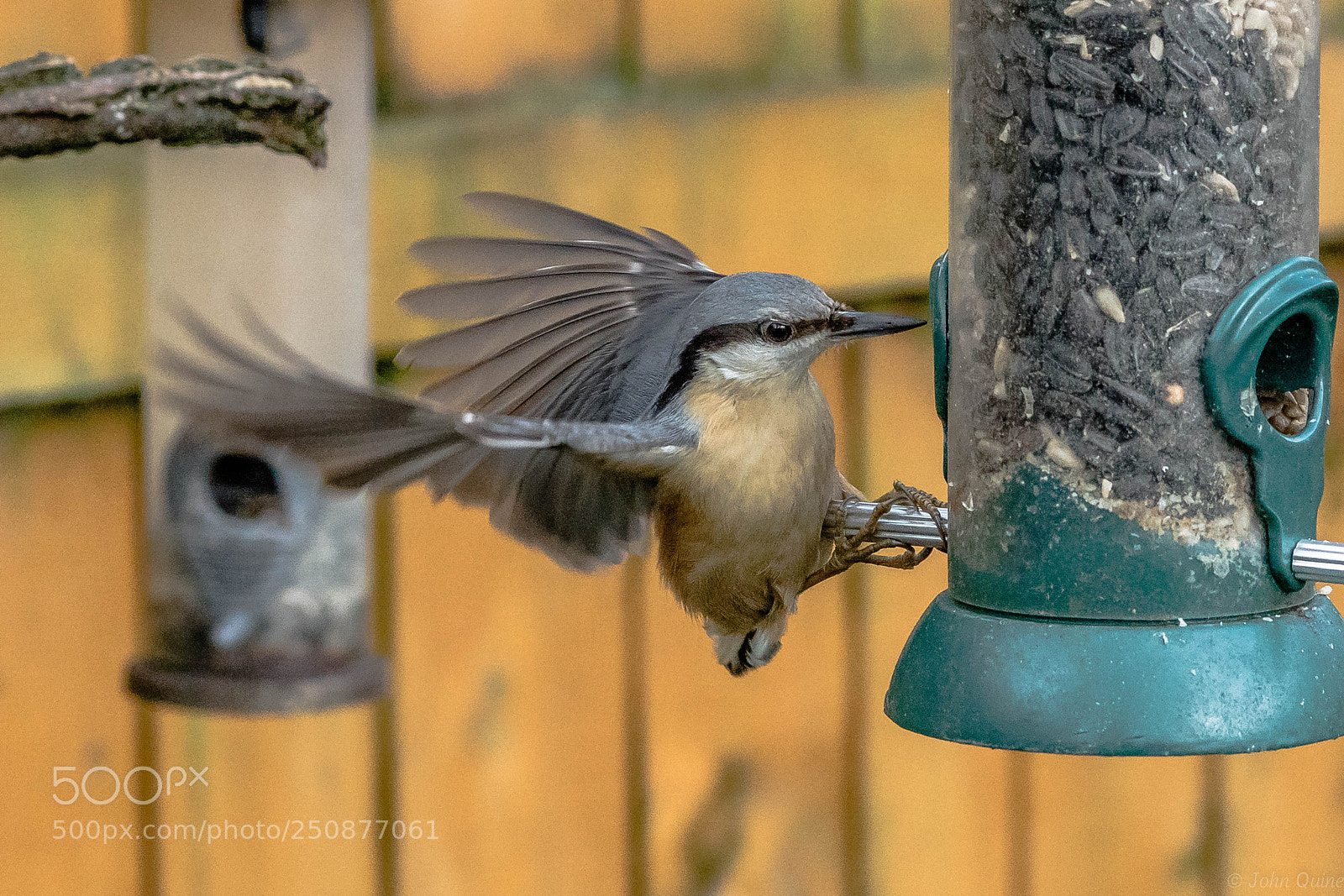 Sony ILCA-77M2 sample photo. Nuthatch photography