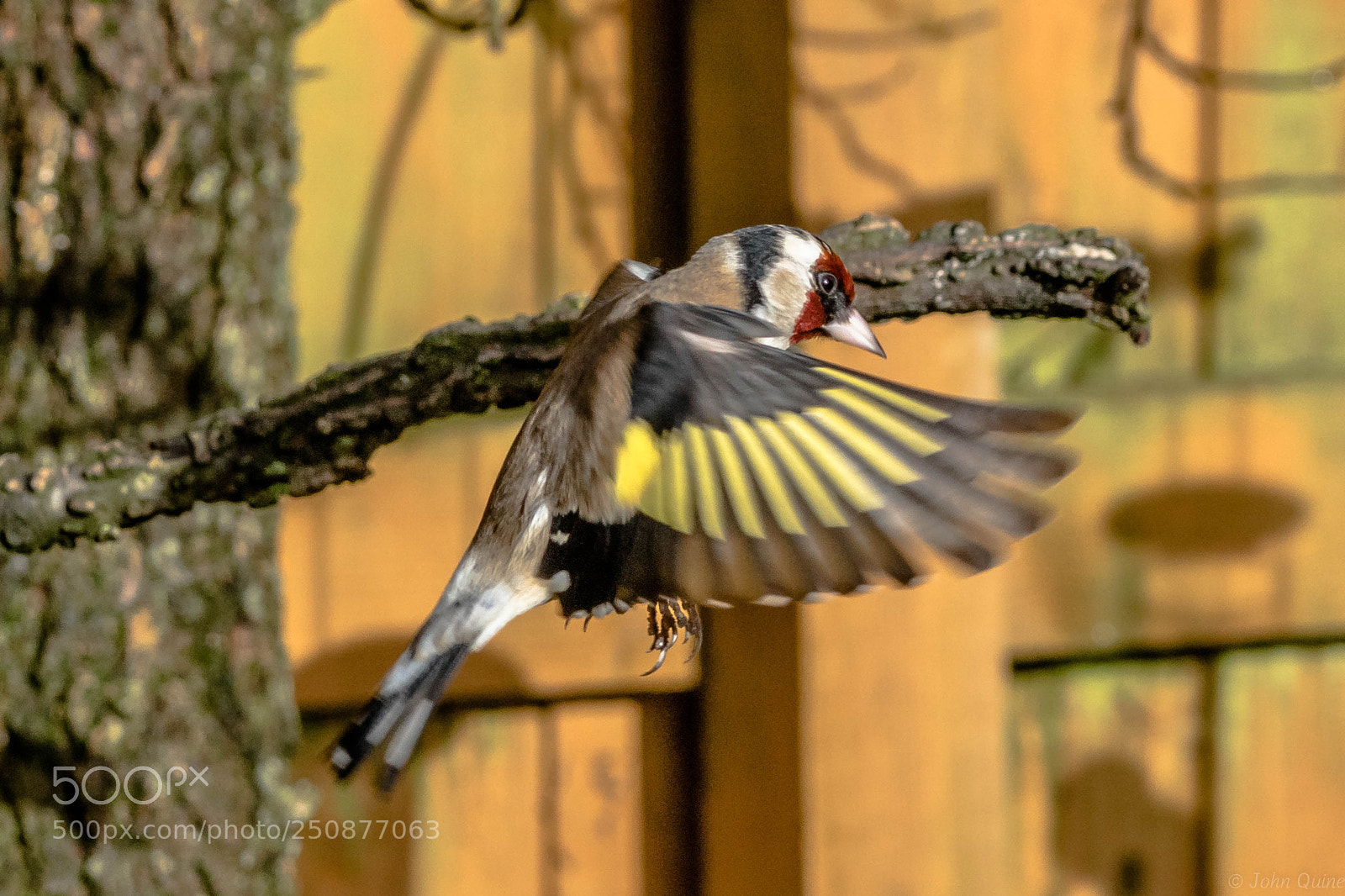 Sony ILCA-77M2 sample photo. Goldfinch photography