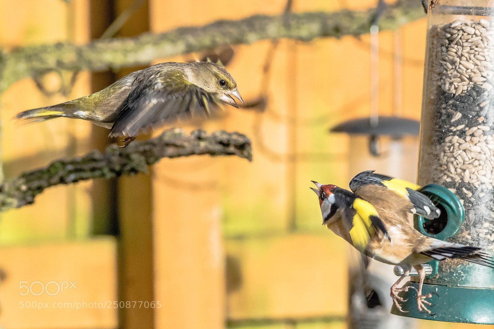 Sony ILCA-77M2 sample photo. Greenfinch & goldfinch photography