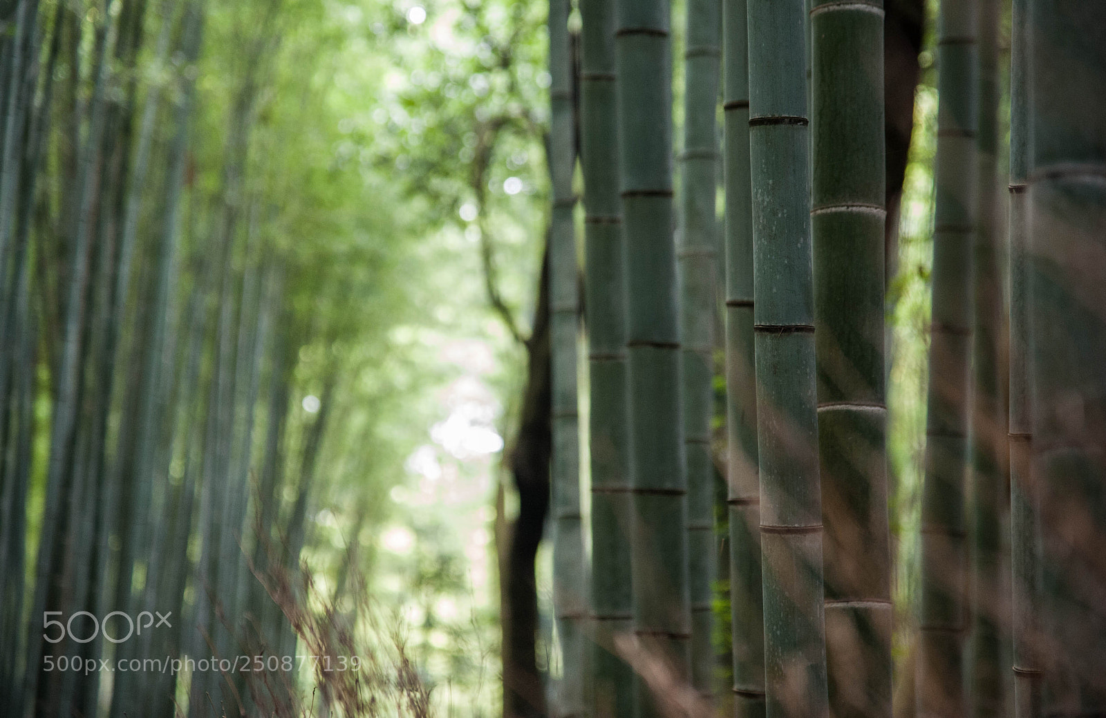 Nikon D700 sample photo. Japan photography
