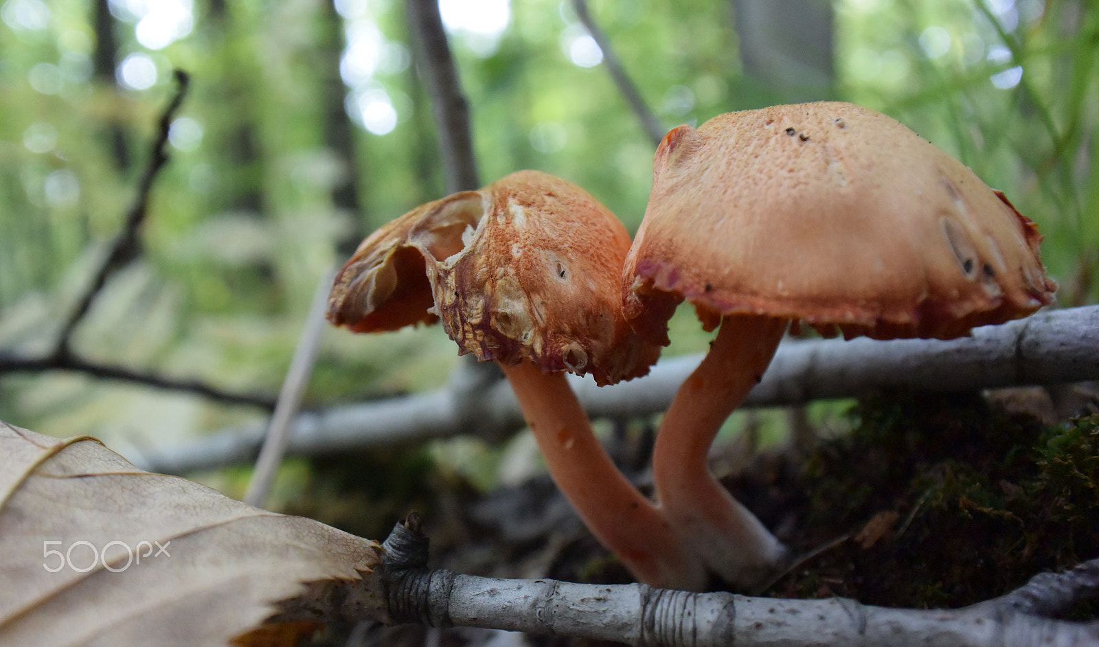 Nikon 1 J4 sample photo. (mushroom 1) photography