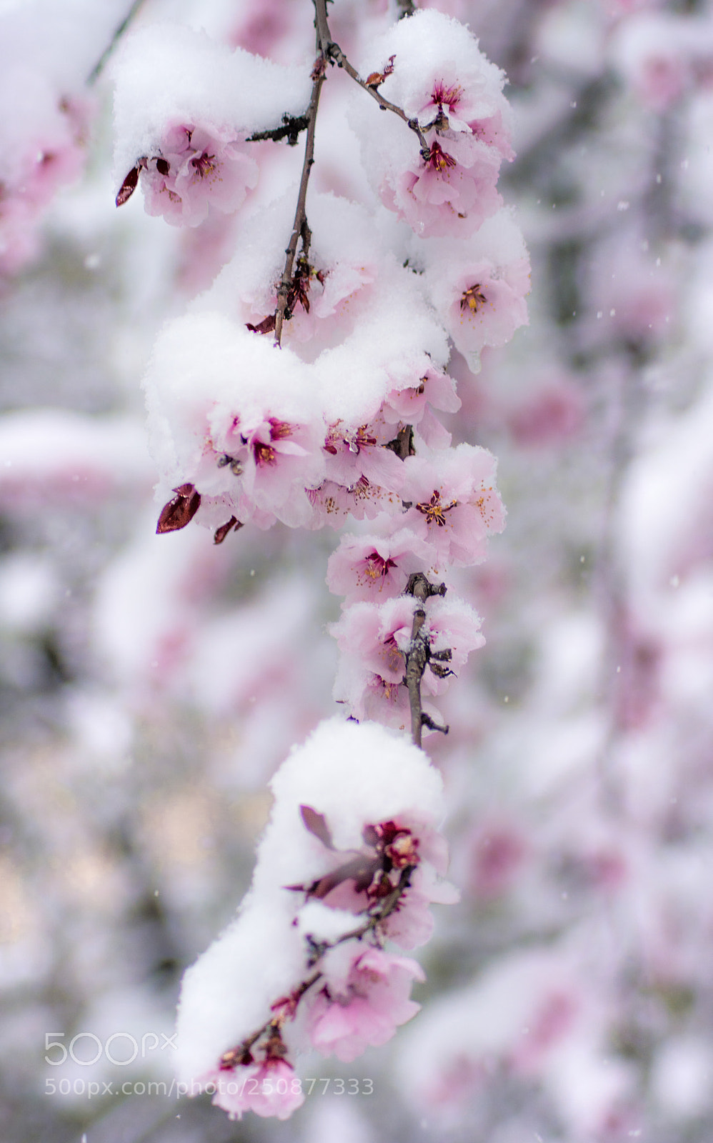 Nikon D5200 sample photo. Pink spring photography