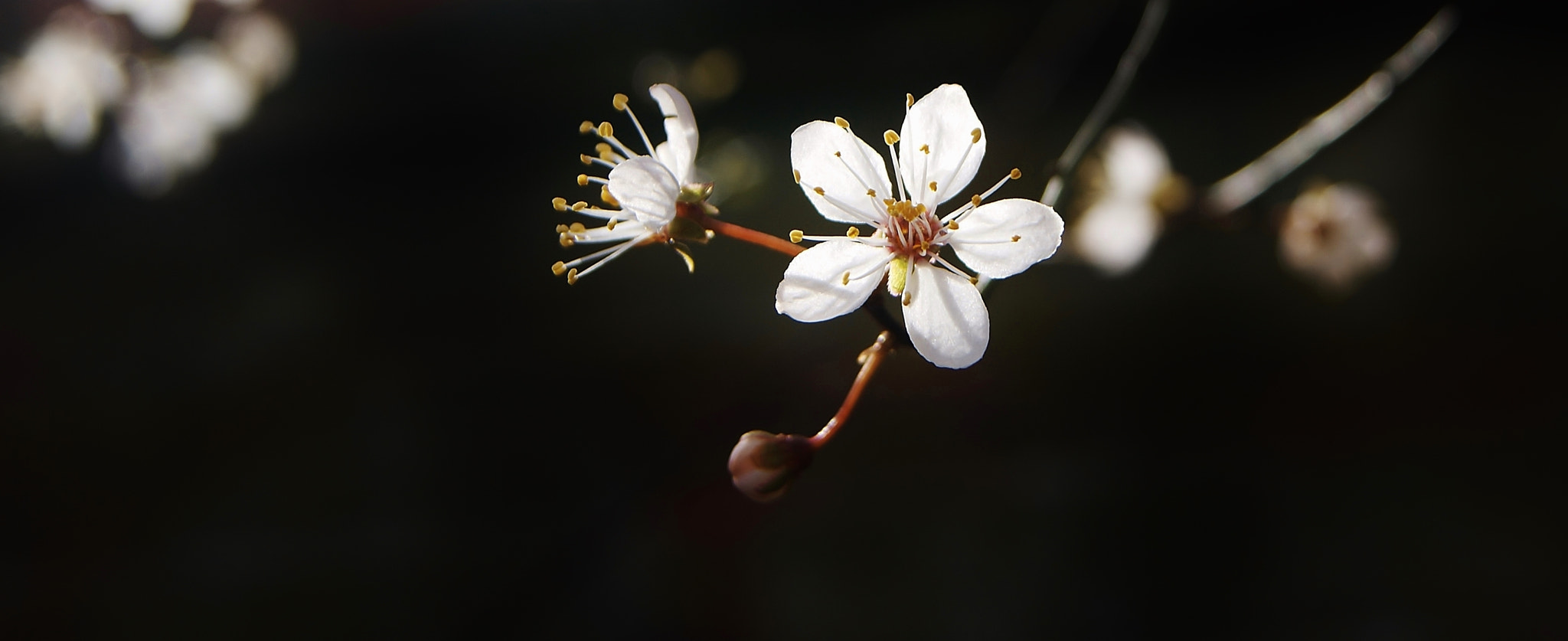 Sony Alpha DSLR-A380 sample photo. White plums on the path ... photography