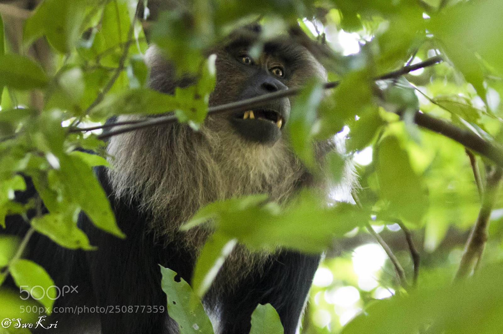 Canon EOS 5D Mark IV sample photo. Lion-tailed macaque photography