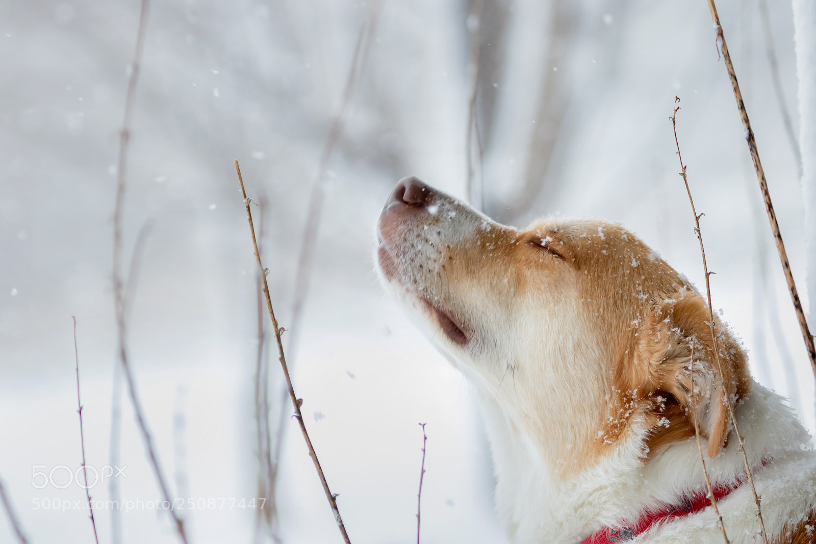 Canon EOS 7D Mark II sample photo. Snow lover photography