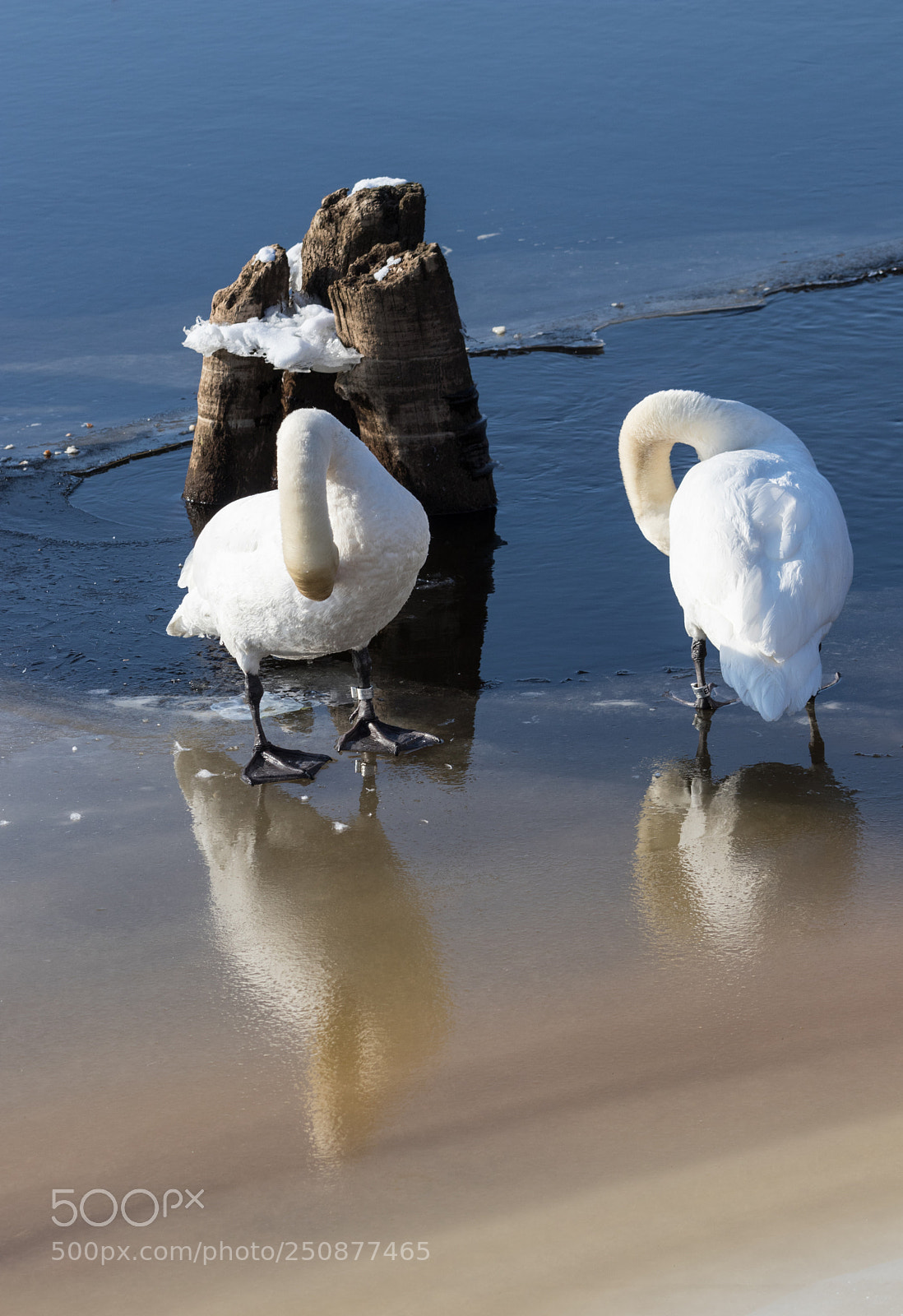 Canon EOS 80D sample photo. Swans photography