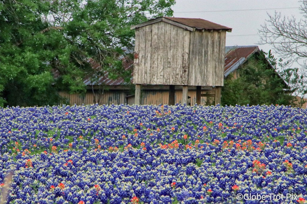 Canon EOS 80D sample photo. Bluebonnets of texas photography