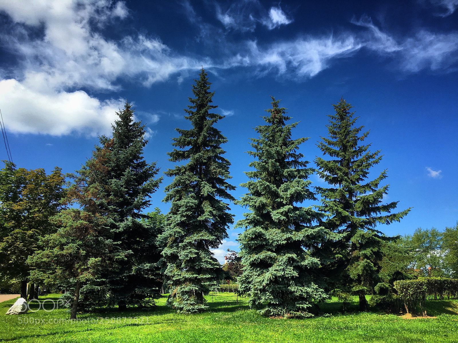 Apple iPhone 6s Plus sample photo. Pine trees in russia photography