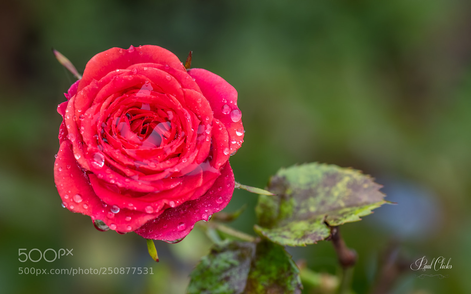 Nikon D810 sample photo. Rose photography