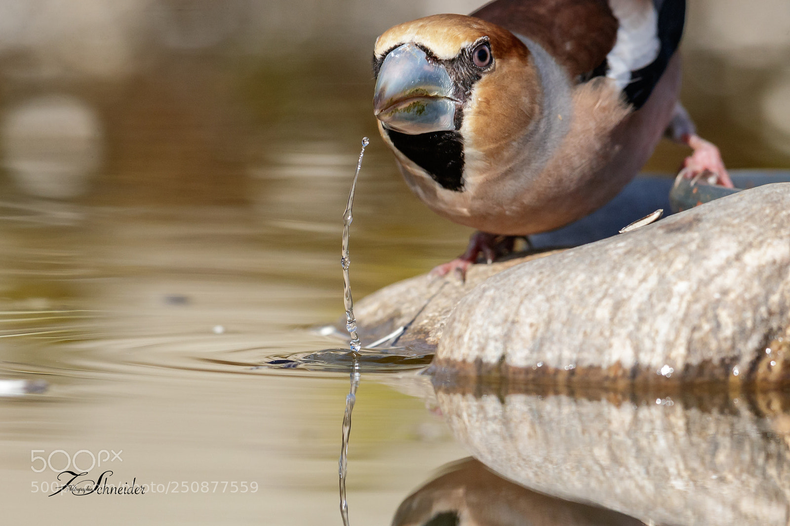 Canon EOS-1D X Mark II sample photo. Hawfinch drinking photography