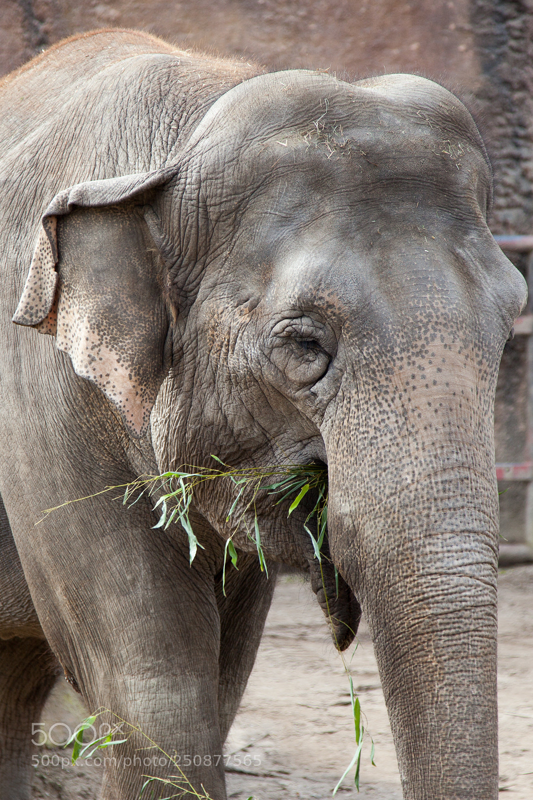 Canon EOS 5D Mark II sample photo. Asiatischer elefant photography
