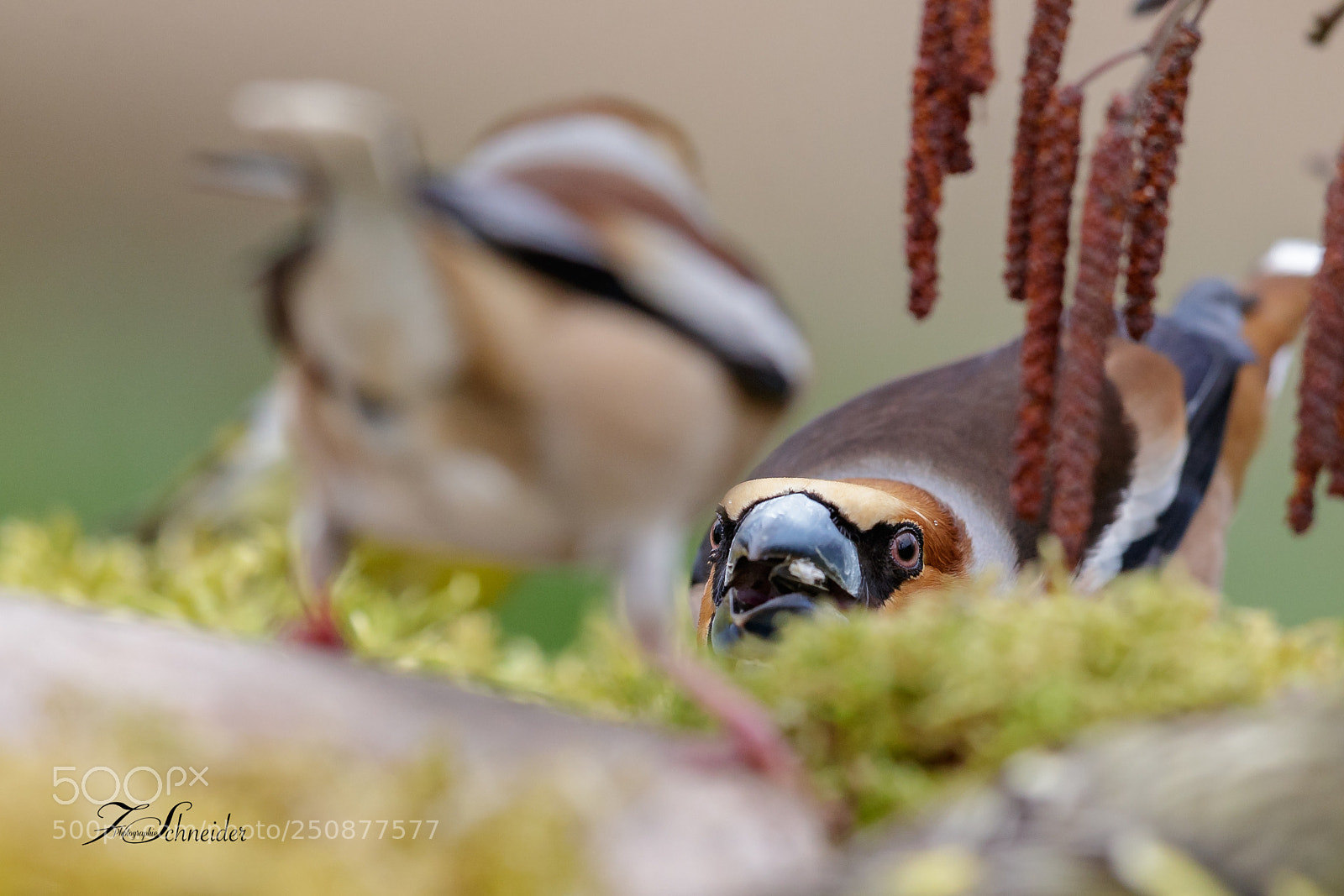 Canon EOS-1D X Mark II sample photo. Hawfinches photography