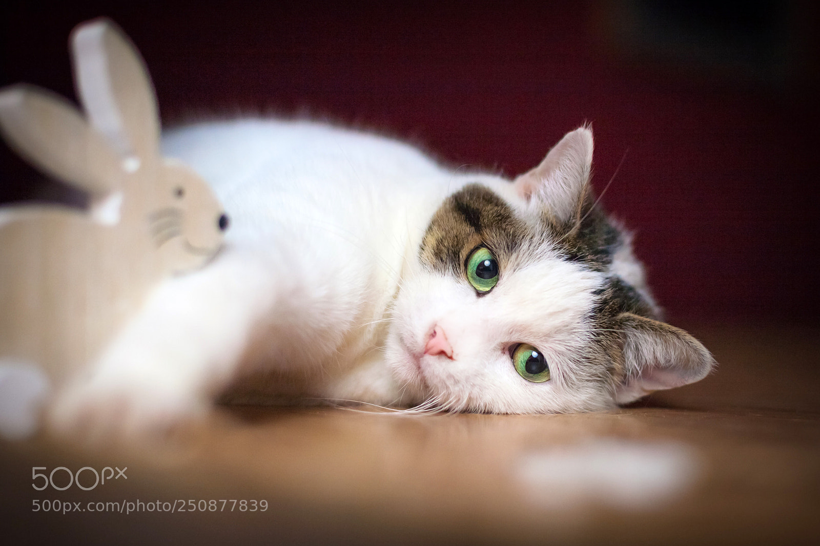 Canon EOS 5D sample photo. Cat and bunny photography