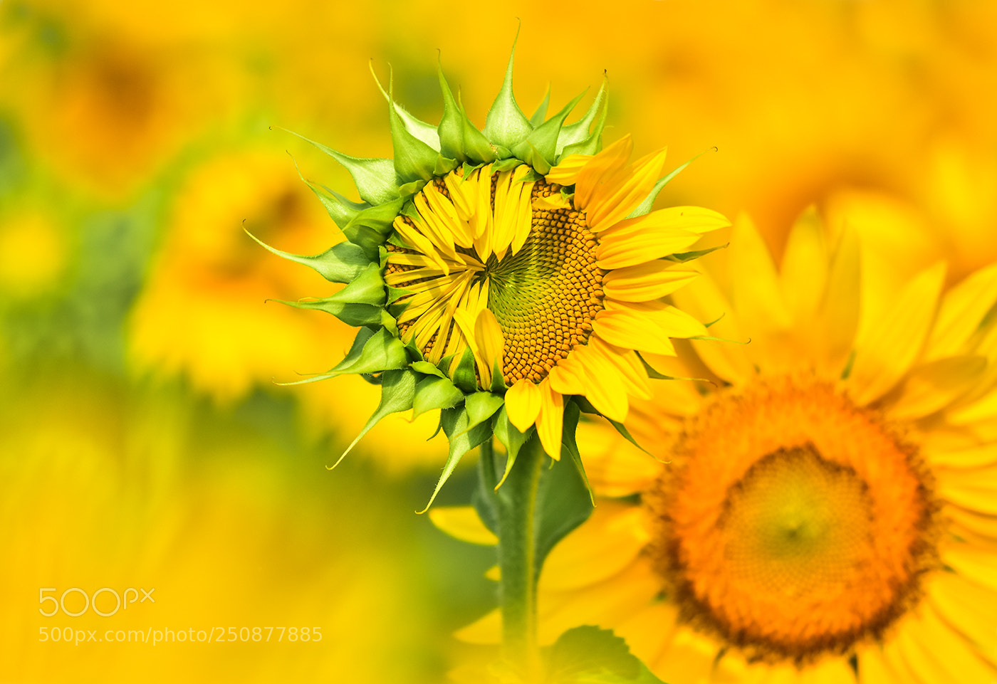 Nikon D7200 sample photo. 26.03.2017 - 6 photography