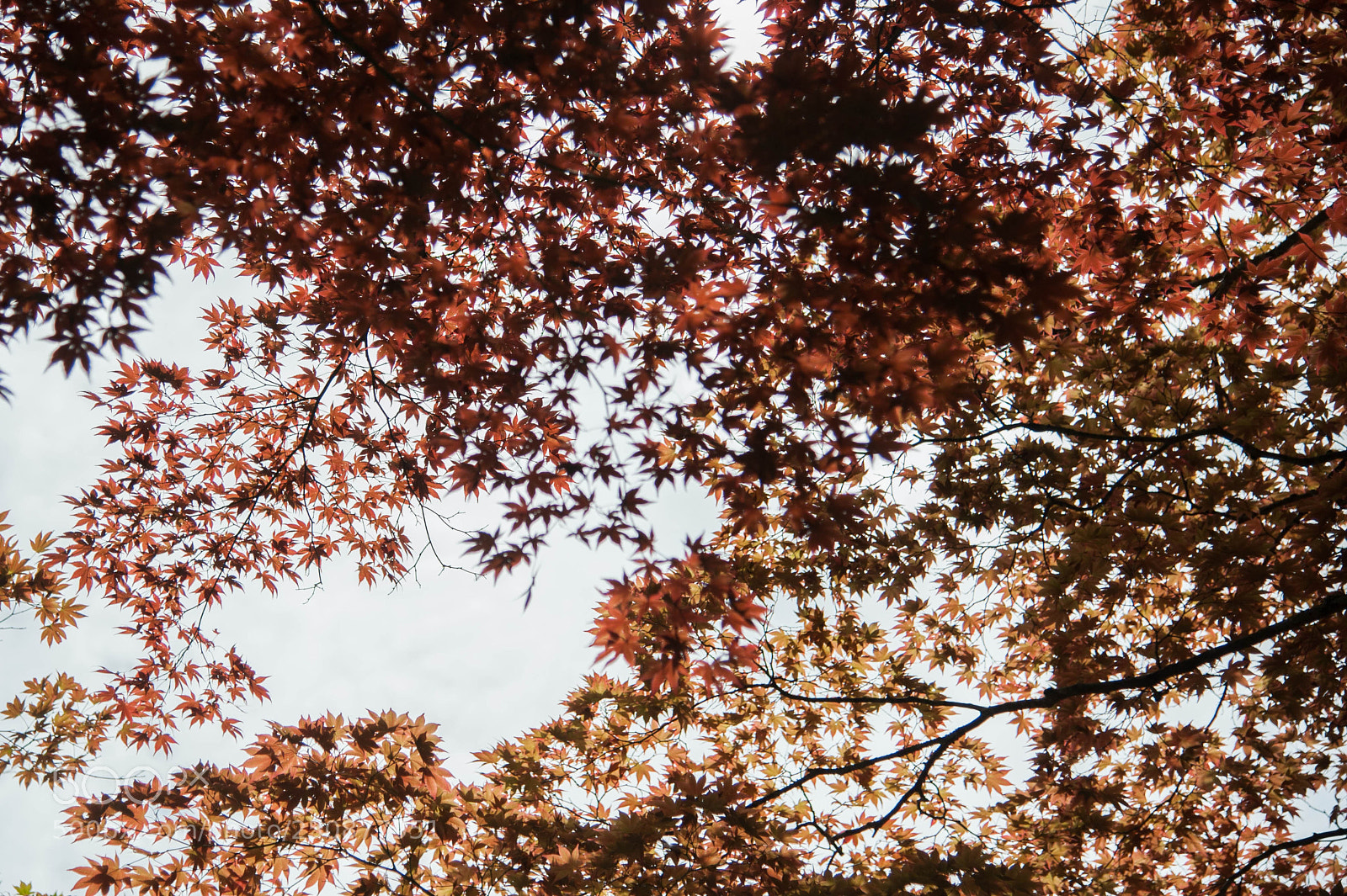 Nikon D700 sample photo. Japan photography