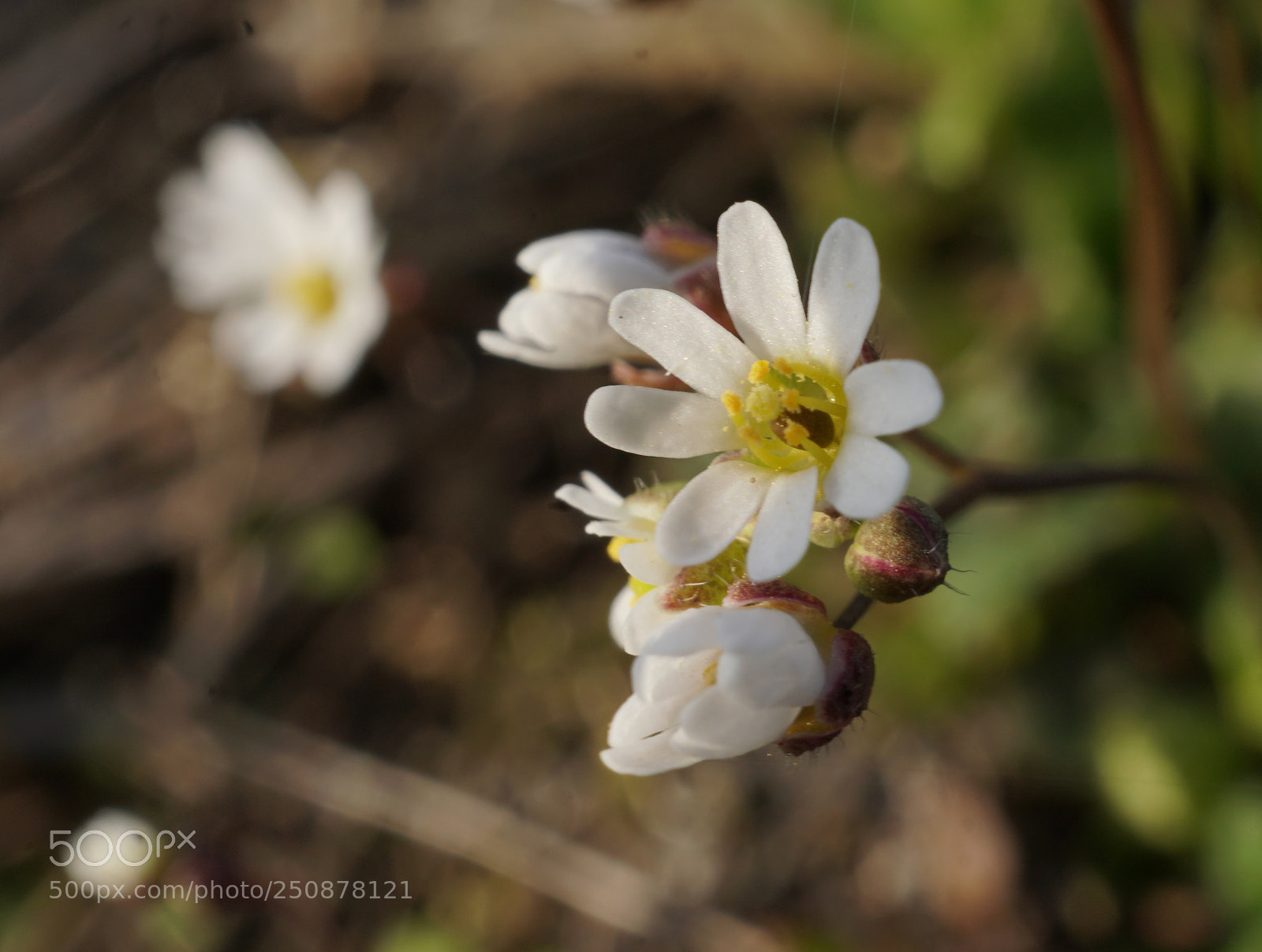 Sony a6500 sample photo. Erophila verna photography