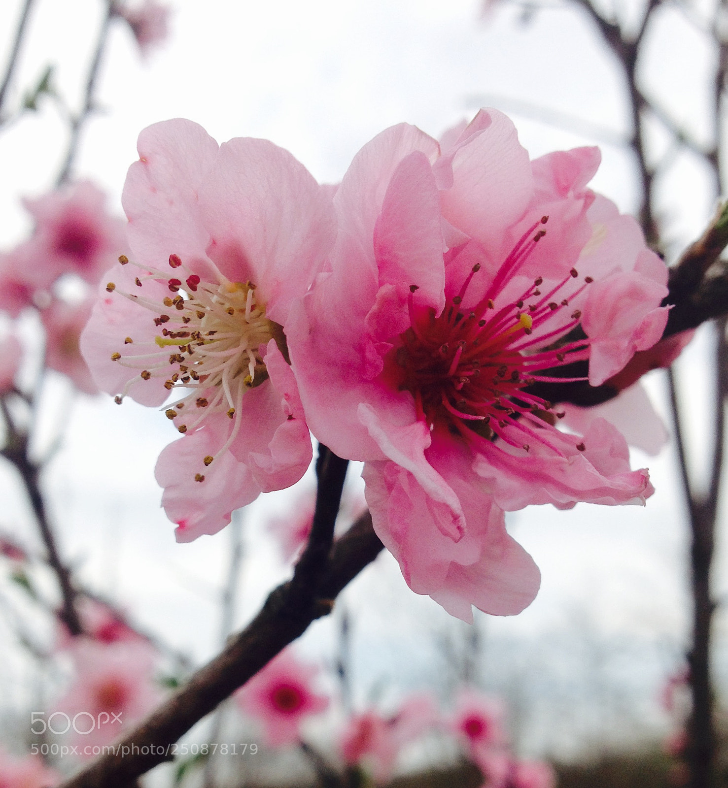 Apple iPhone 4S sample photo. Pink photography