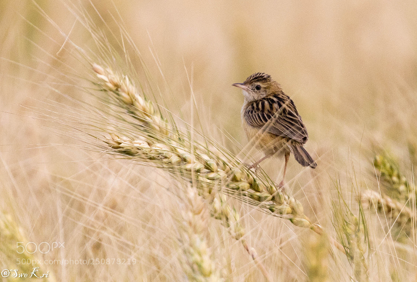 Canon EOS 5D Mark IV sample photo. Zitting cisticola photography