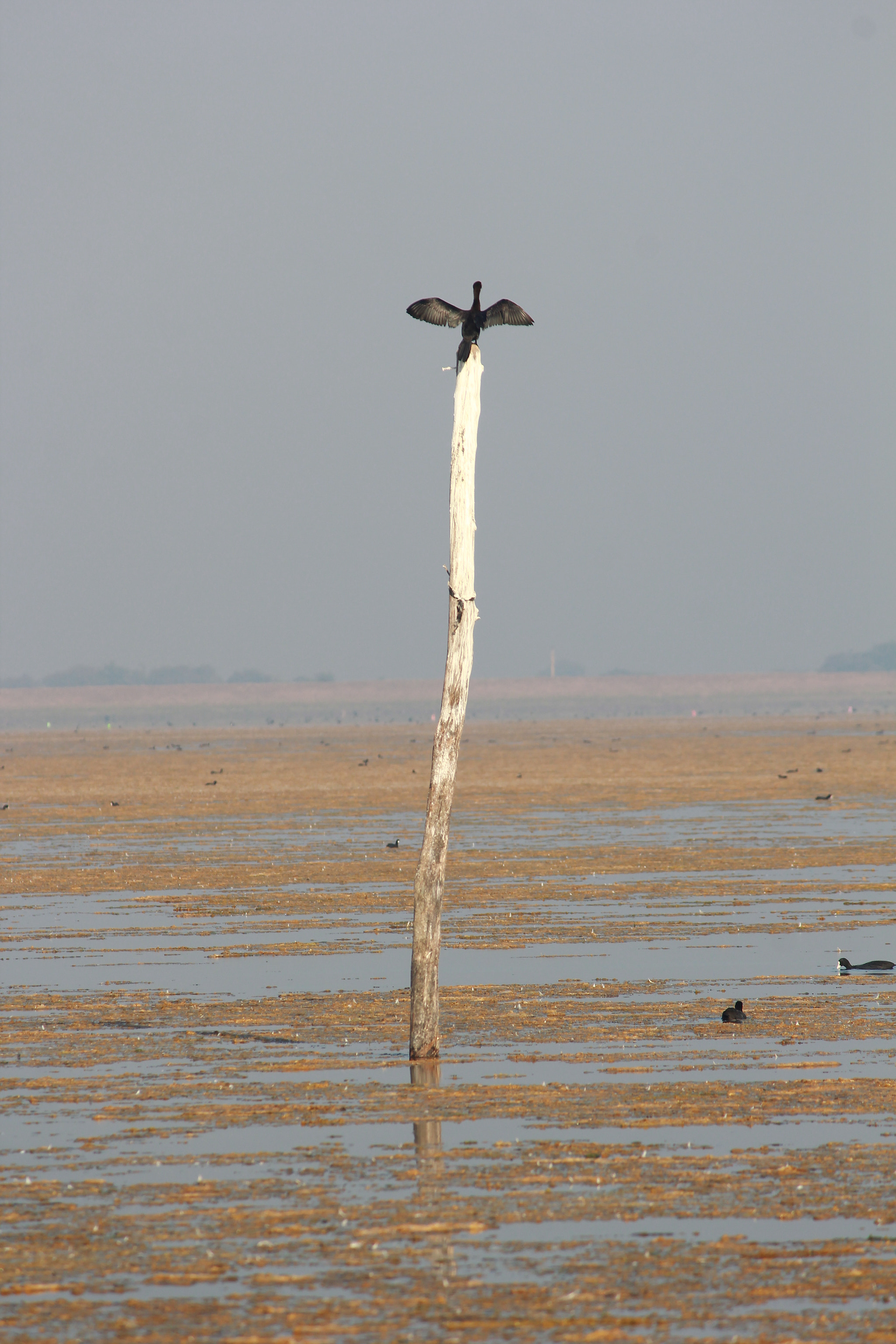 Canon EF-S 55-250mm F4-5.6 IS II sample photo. Cormorant photography