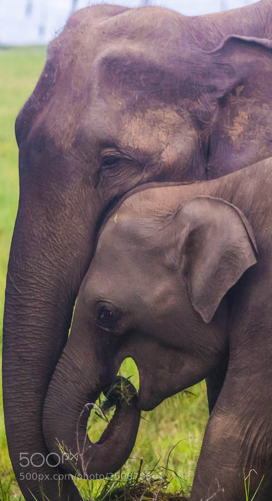 Nikon D7500 sample photo. Mother's love photography