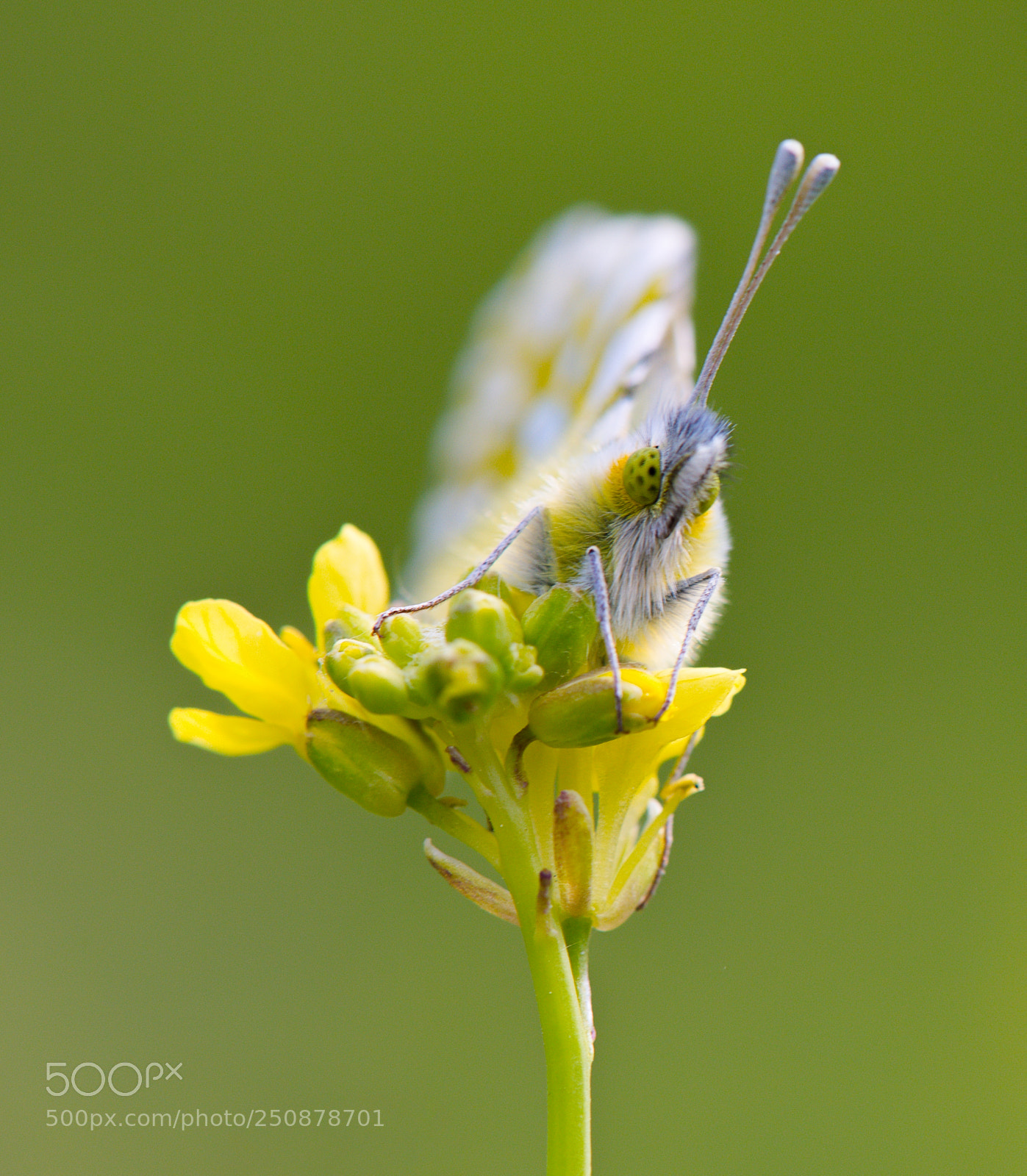 Nikon D810 sample photo. *** photography