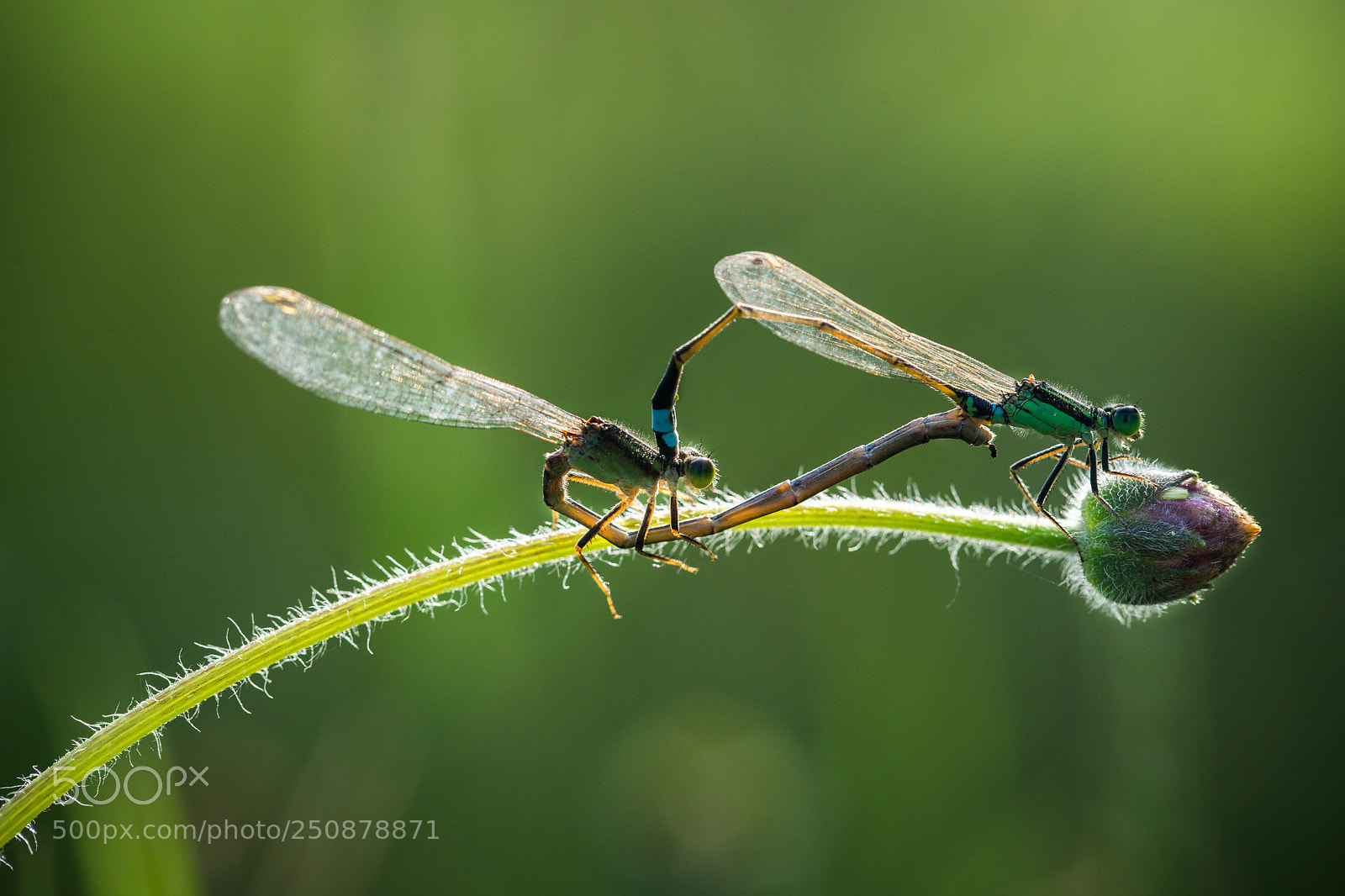 Sony a7 II sample photo. Pair of damselflies photography