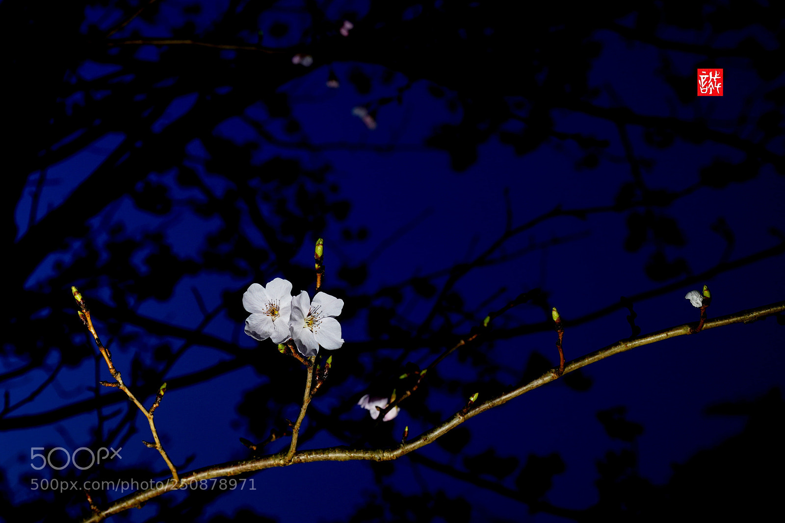 Sony a7R III sample photo. Sakura 0326 photography