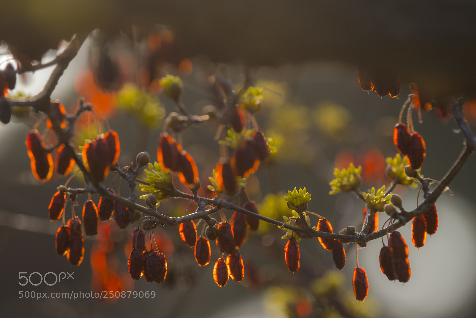 Pentax K-1 sample photo. Spring photography