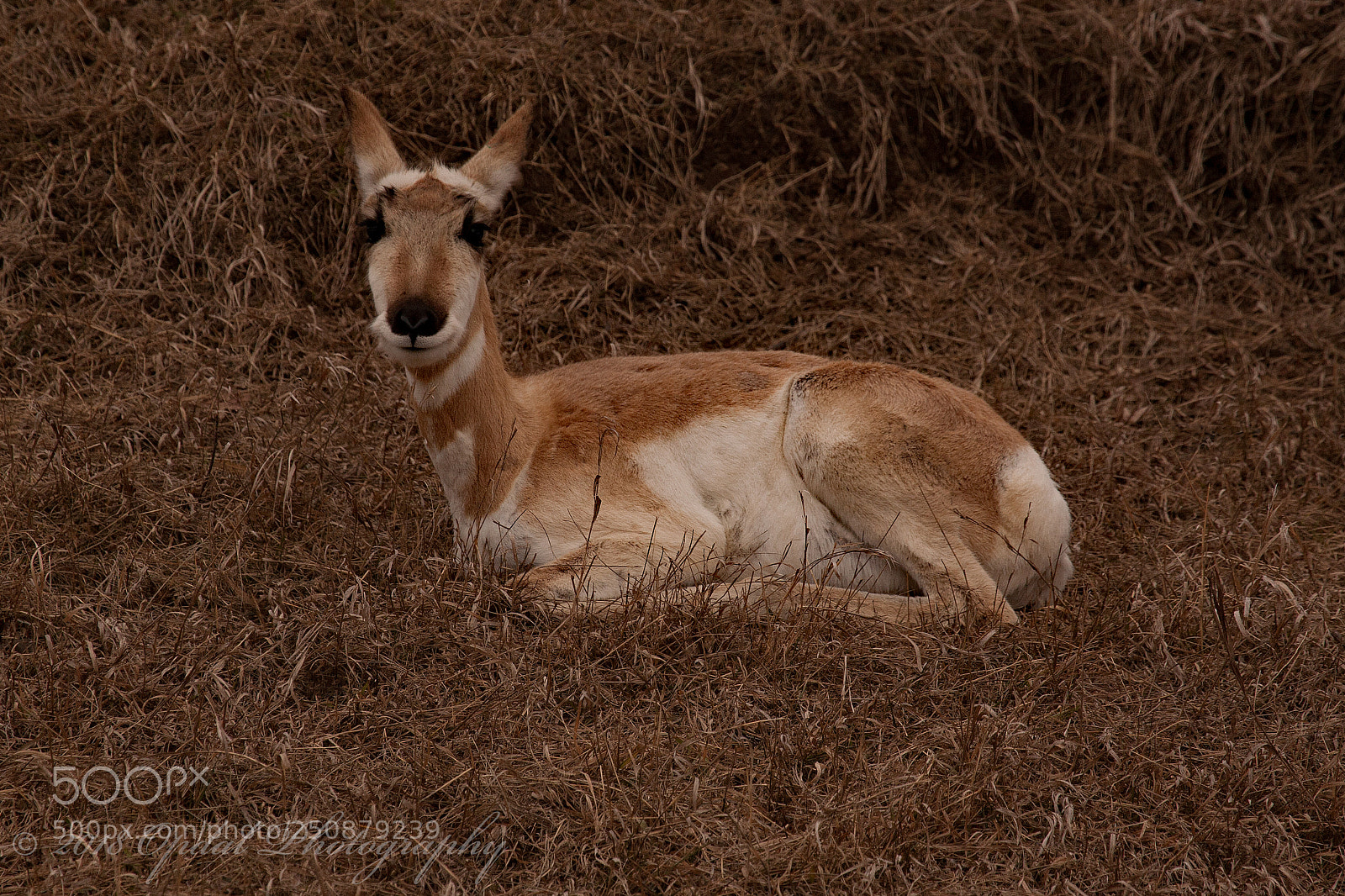 Canon EOS 5D sample photo. Pronghorn photography