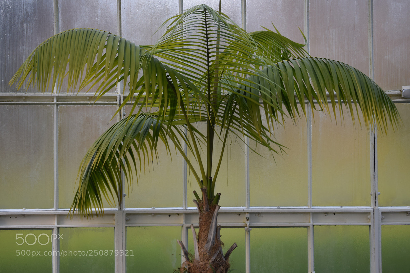 Nikon D3300 sample photo. Palm tree photography
