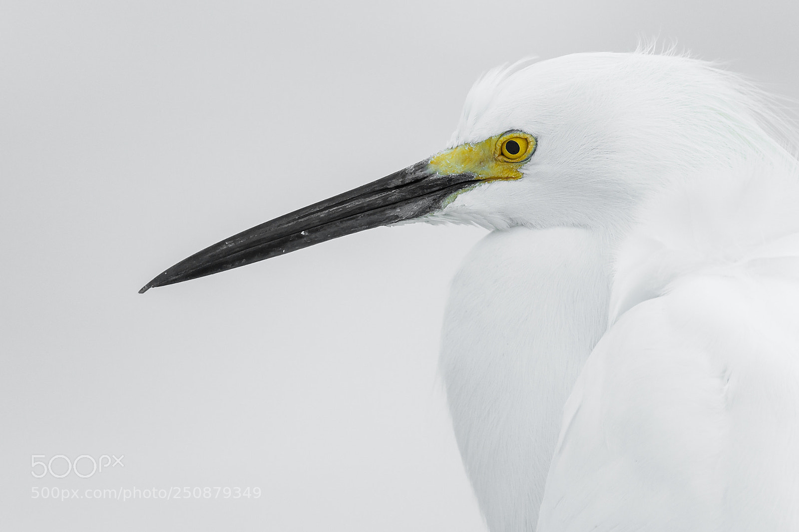 Nikon D800 sample photo. Snowy egret (egretta thula) photography