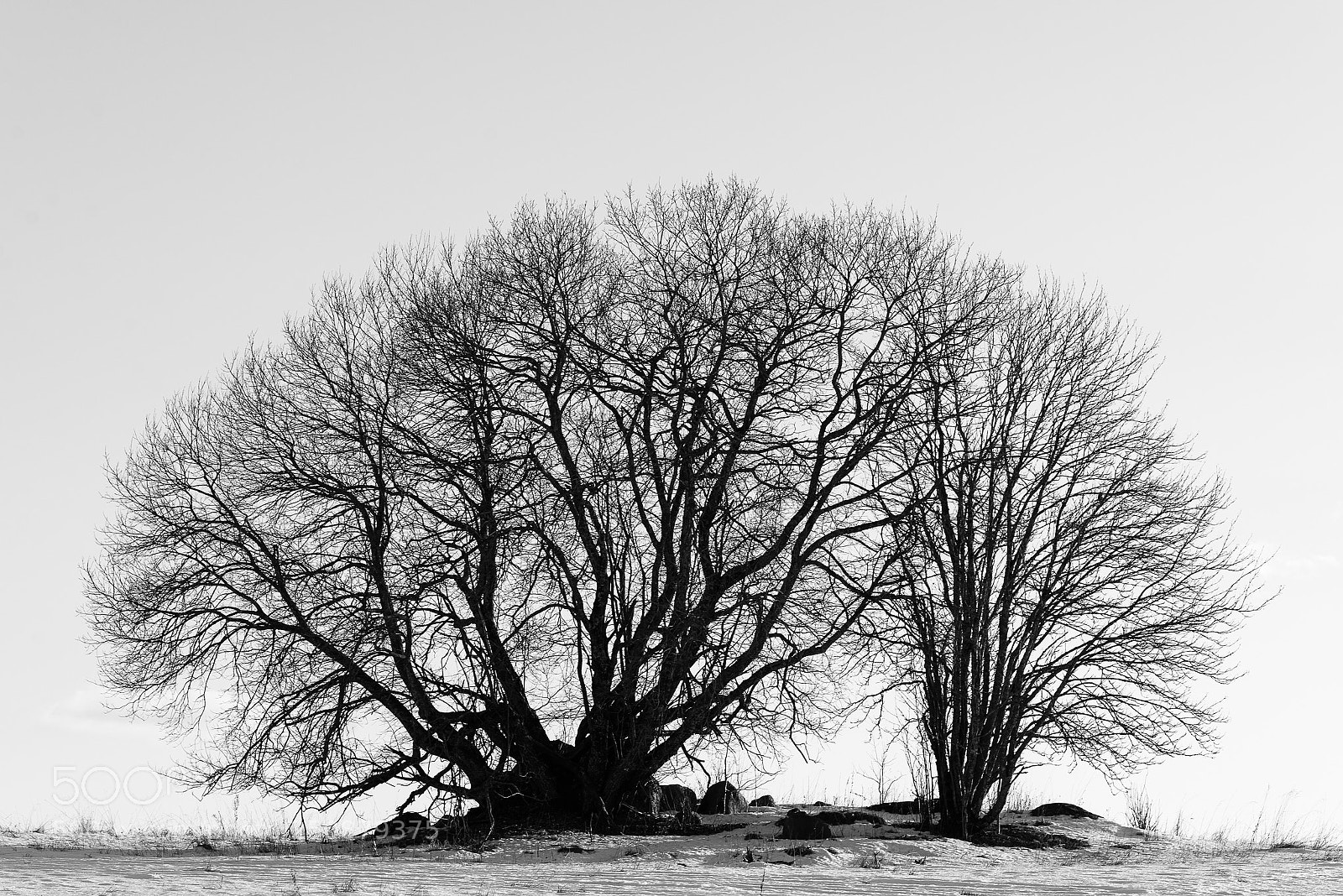 Nikon D600 sample photo. Trees photography