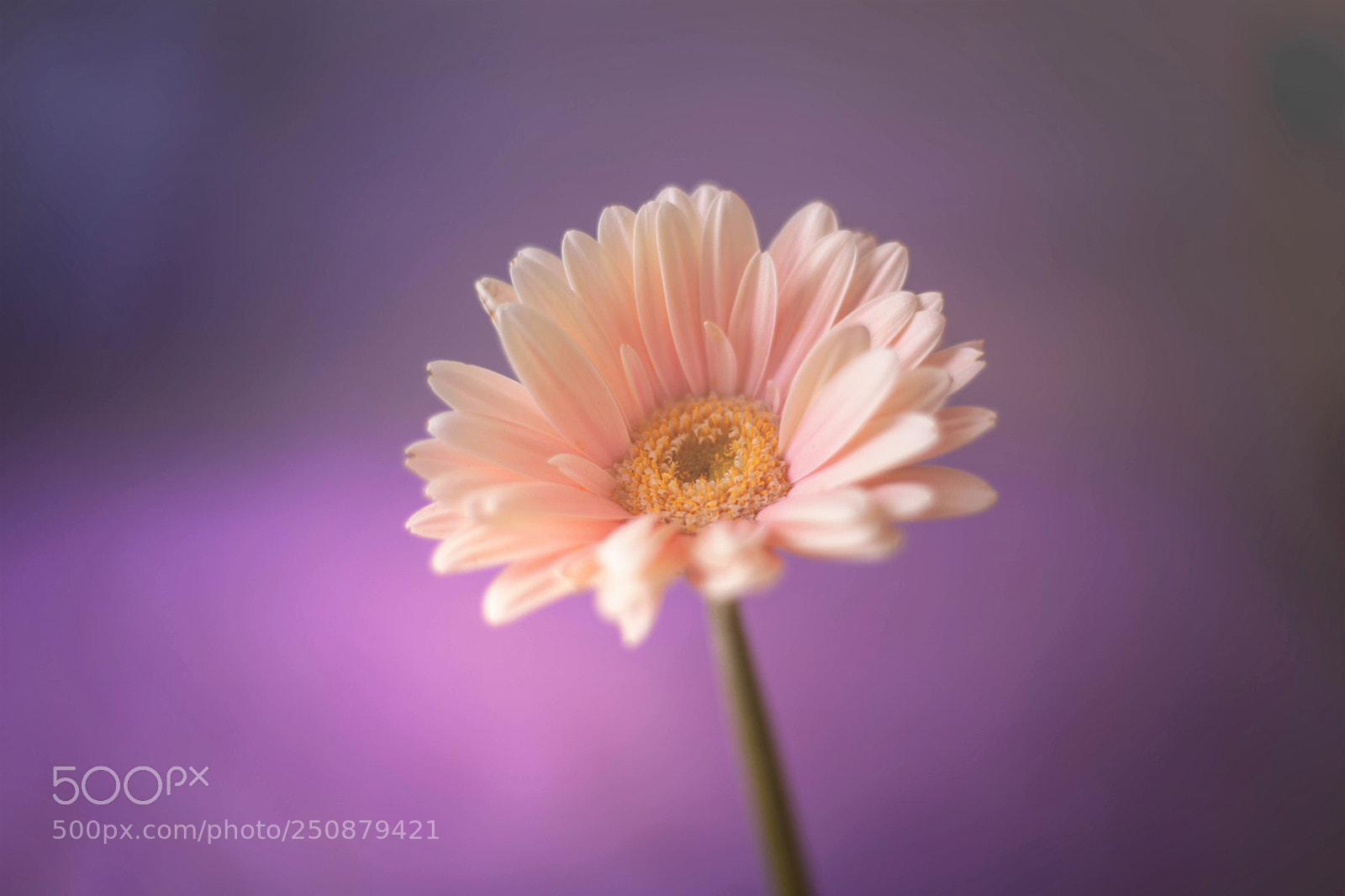 Canon EOS 5D Mark II sample photo. Noble photography
