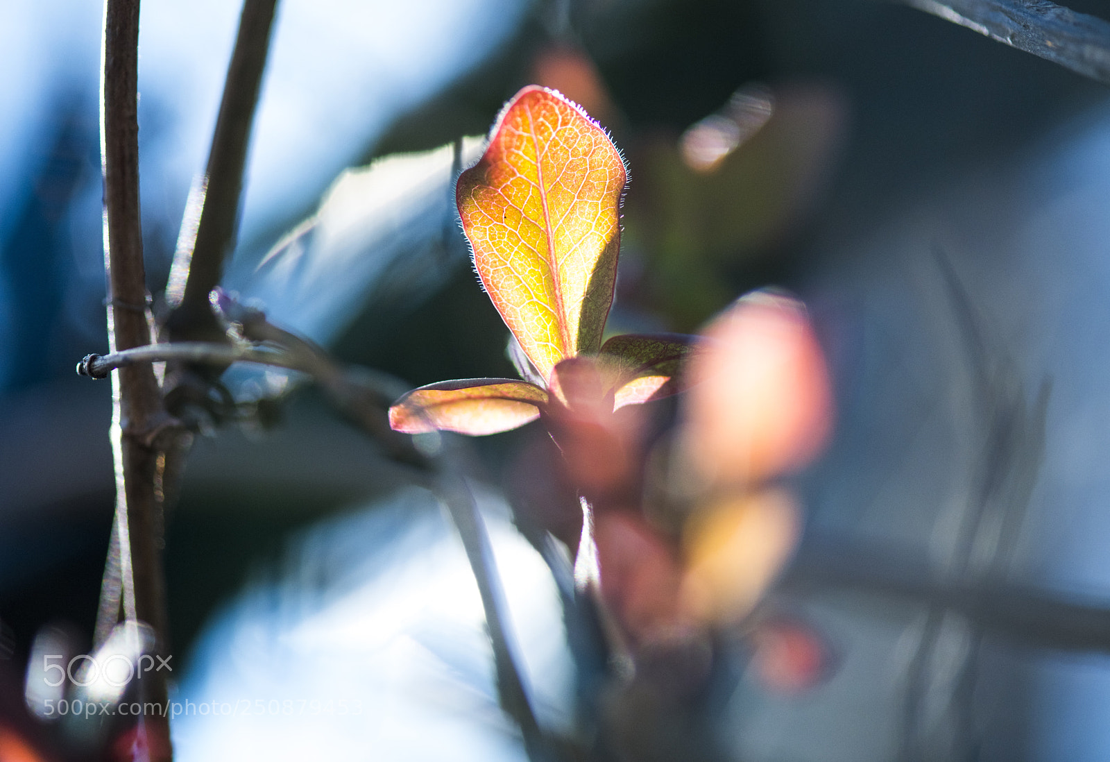 Nikon D850 sample photo. Sunlight leaves photography