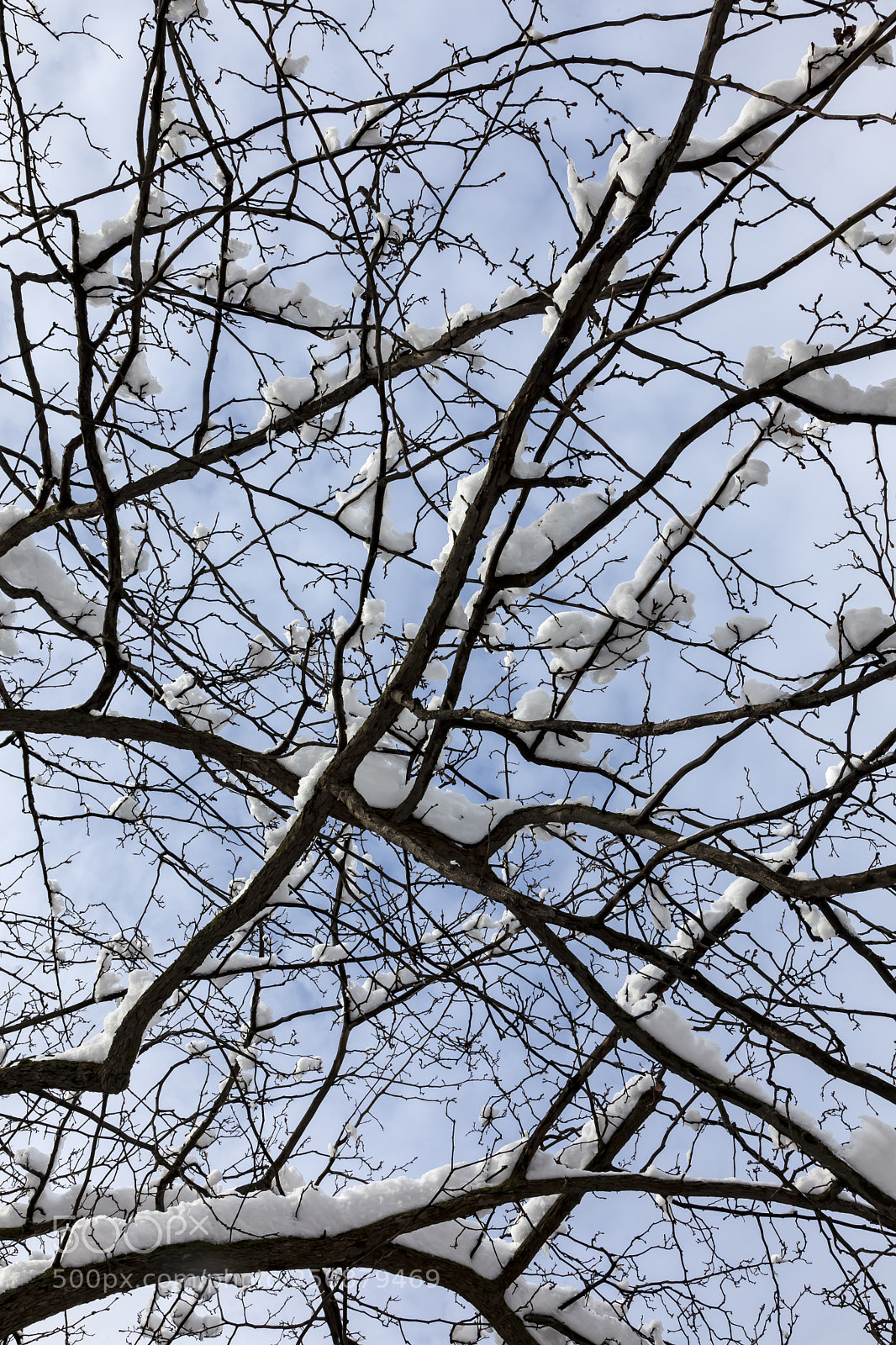 Canon EOS 5D Mark II sample photo. Snow branches and sky photography