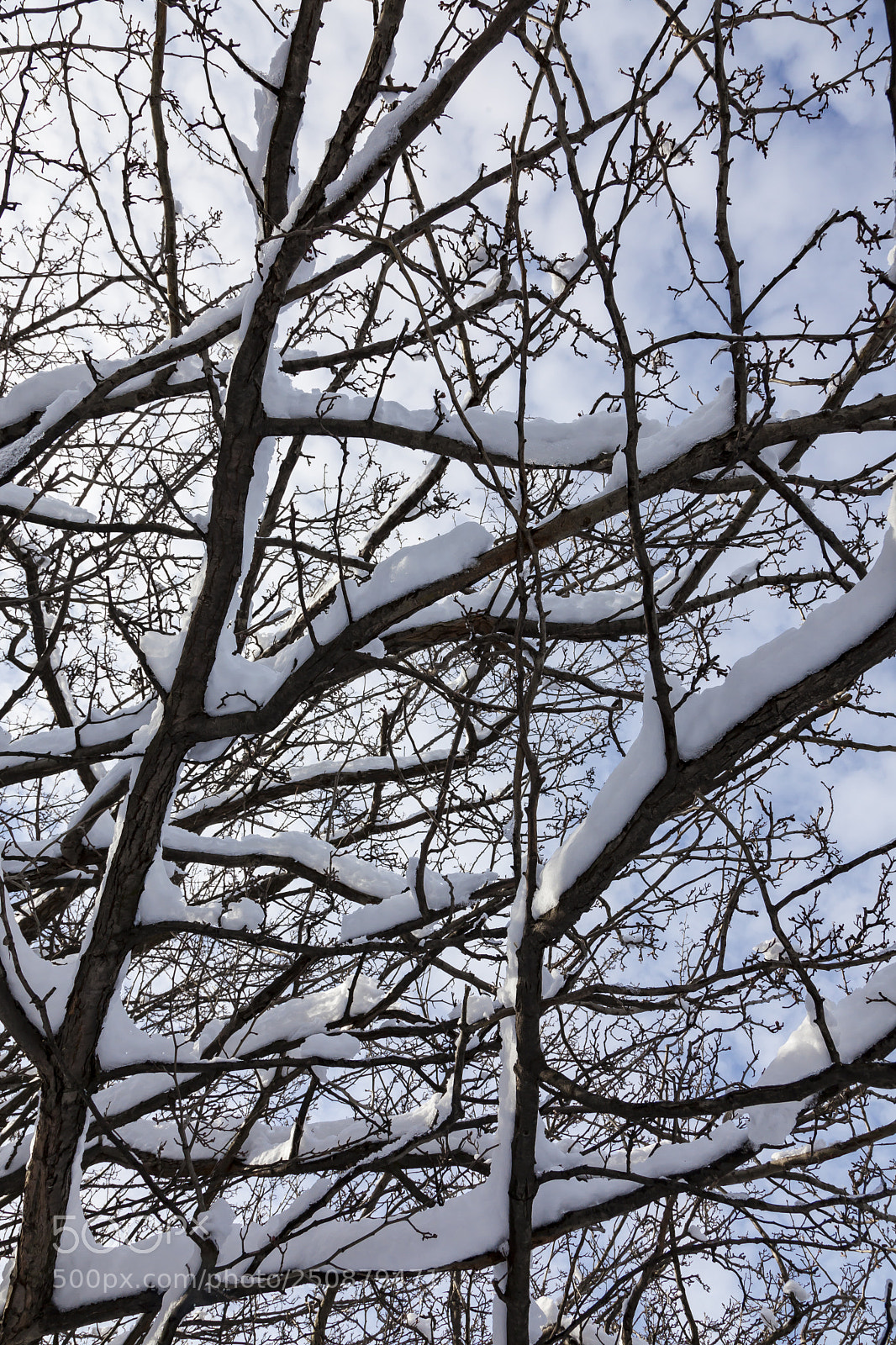 Canon EOS 5D Mark II sample photo. Snow and trees photography